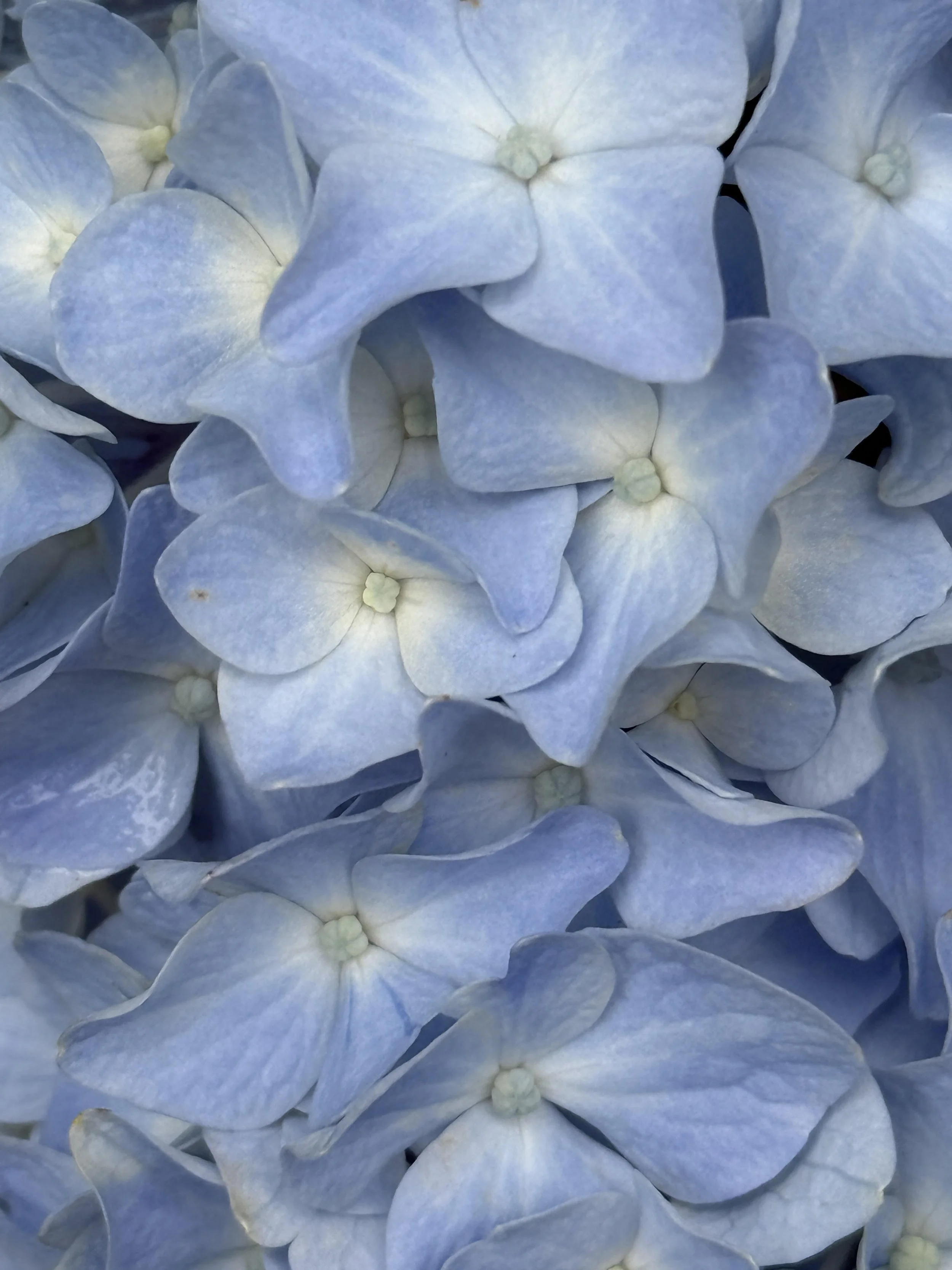 Close-up of light blue hydrangea flowers with soft petals and small central buds.