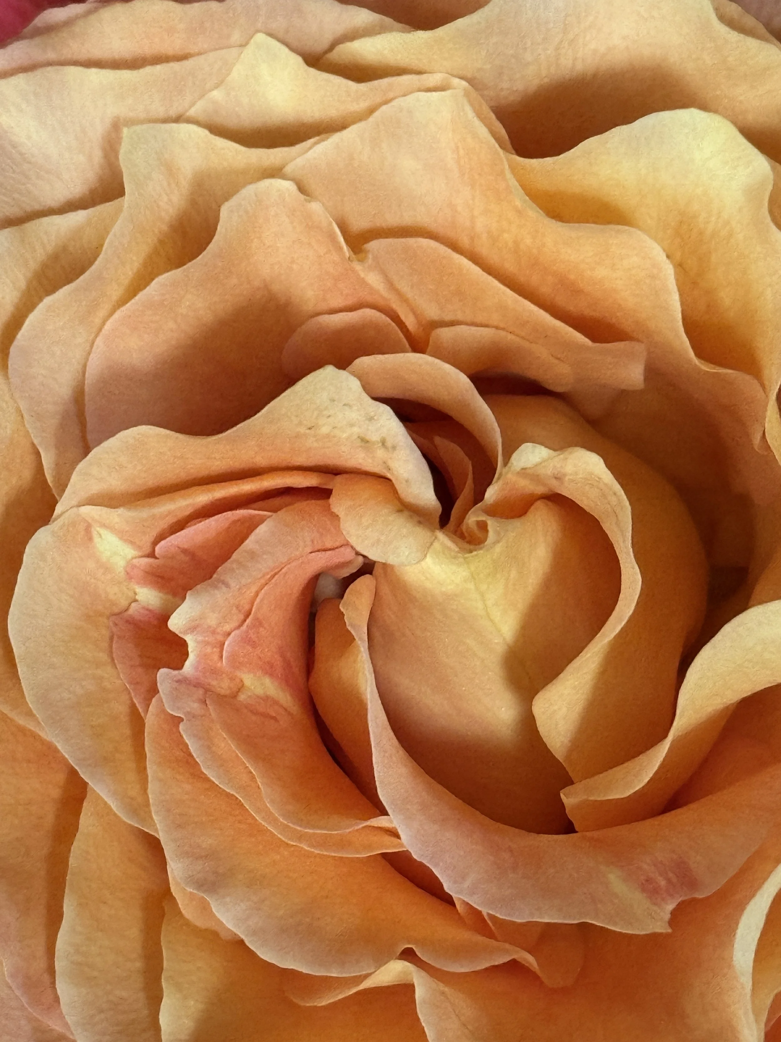 Close-up of a peach-colored rose with soft, layered petals.