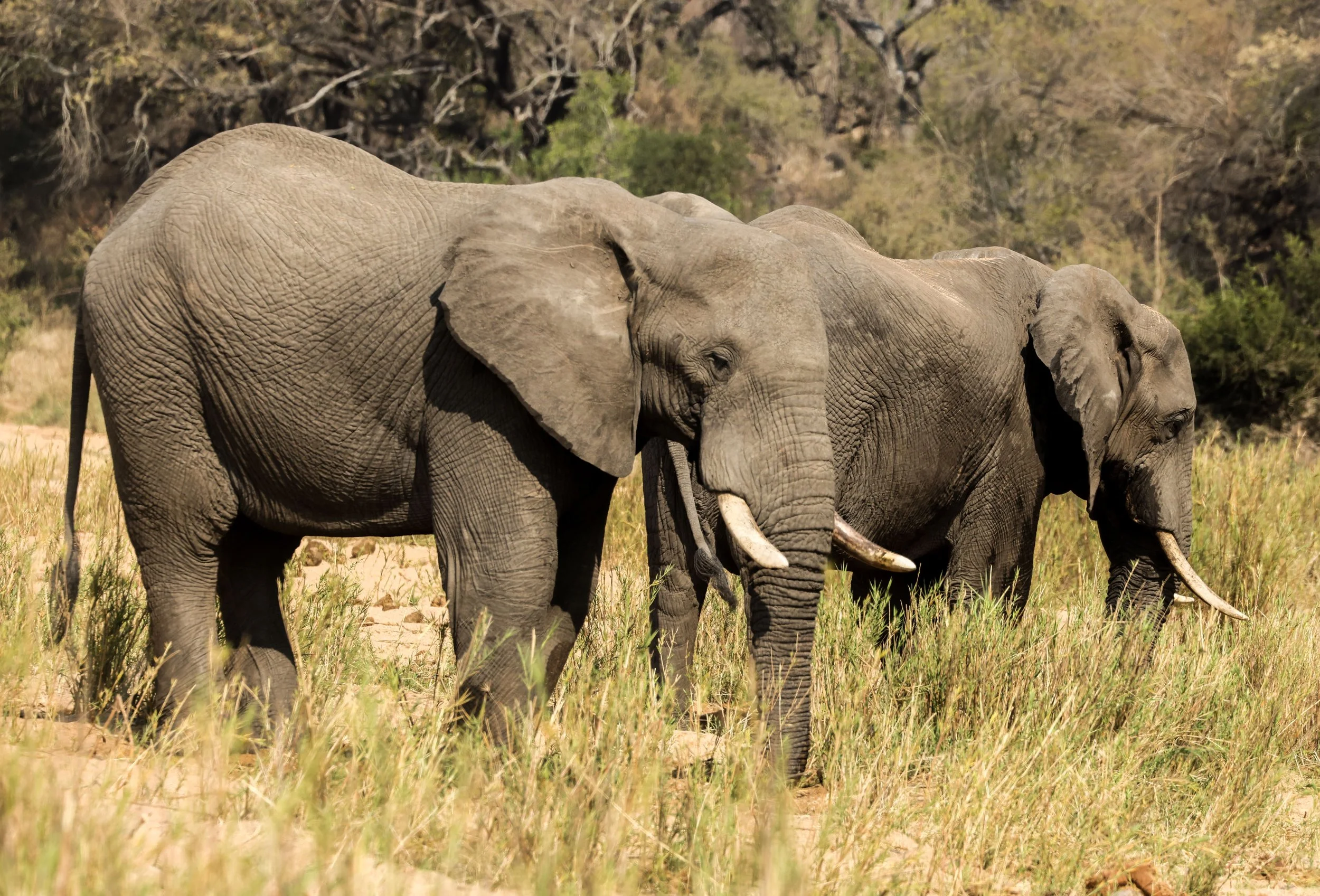 elephants