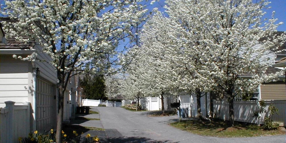 Kentlands11.jpg