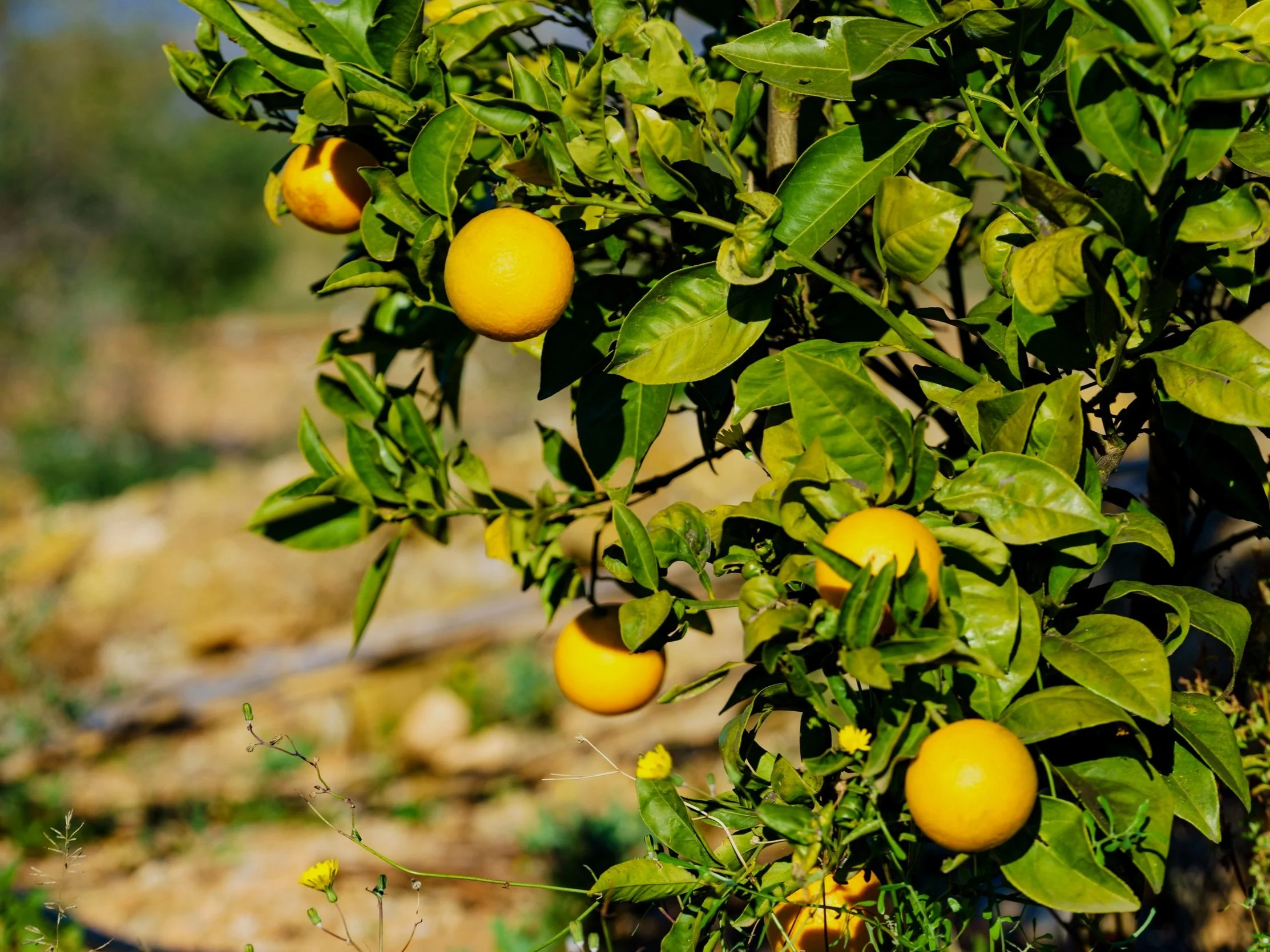 photo of an orange tree on spanish orchard