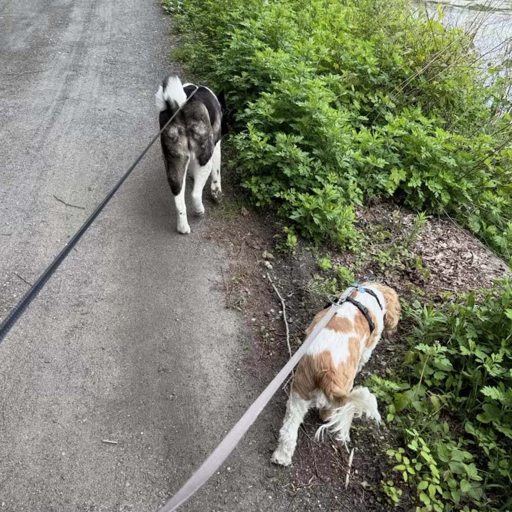 Izzi and Kuma