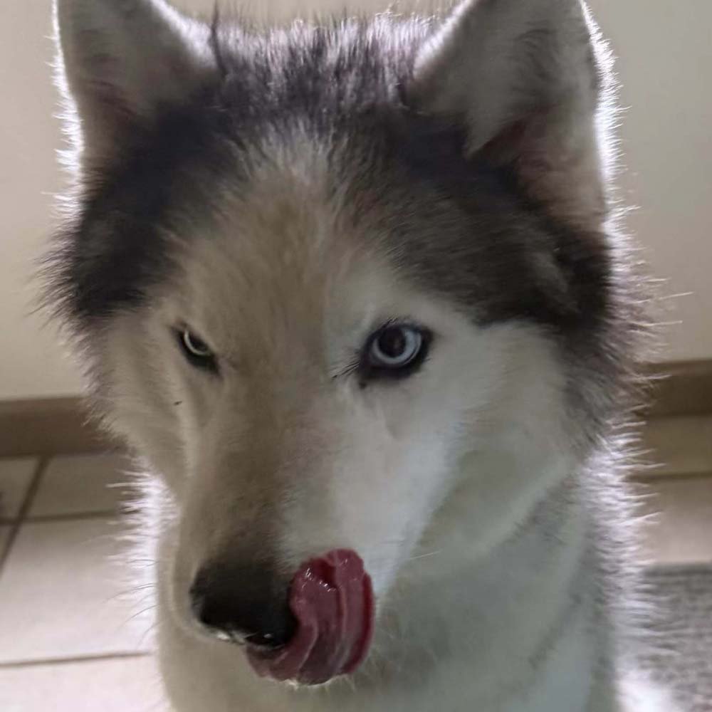 Lucci