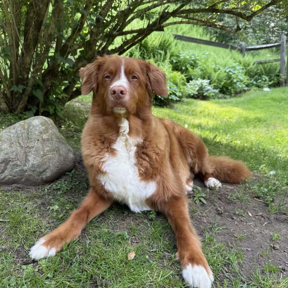 Koda