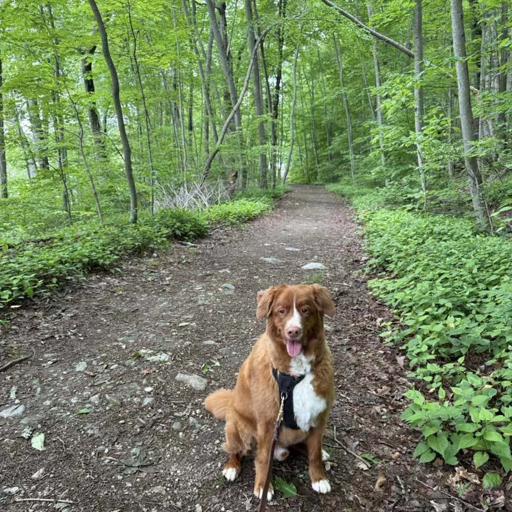 Koda