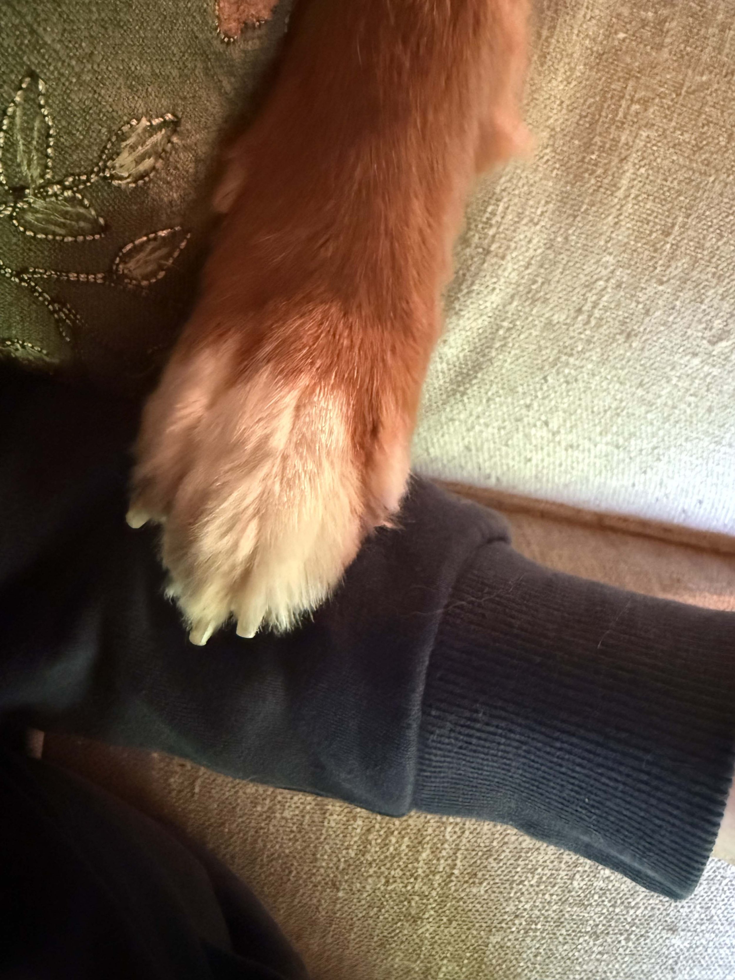 Raise your paw if this is yours