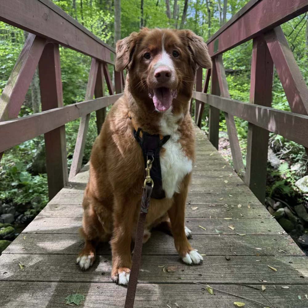 Koda