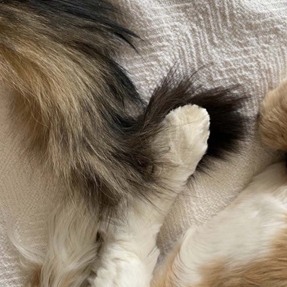 Izzi's paw