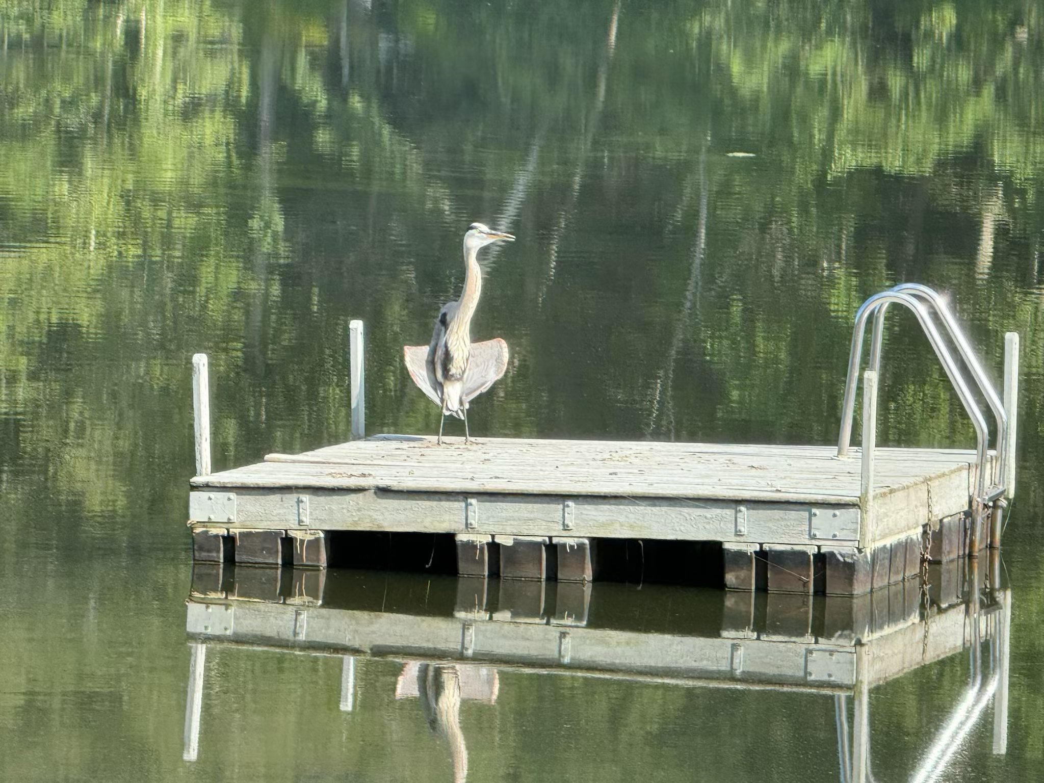 Kevin the Heron (not a client)