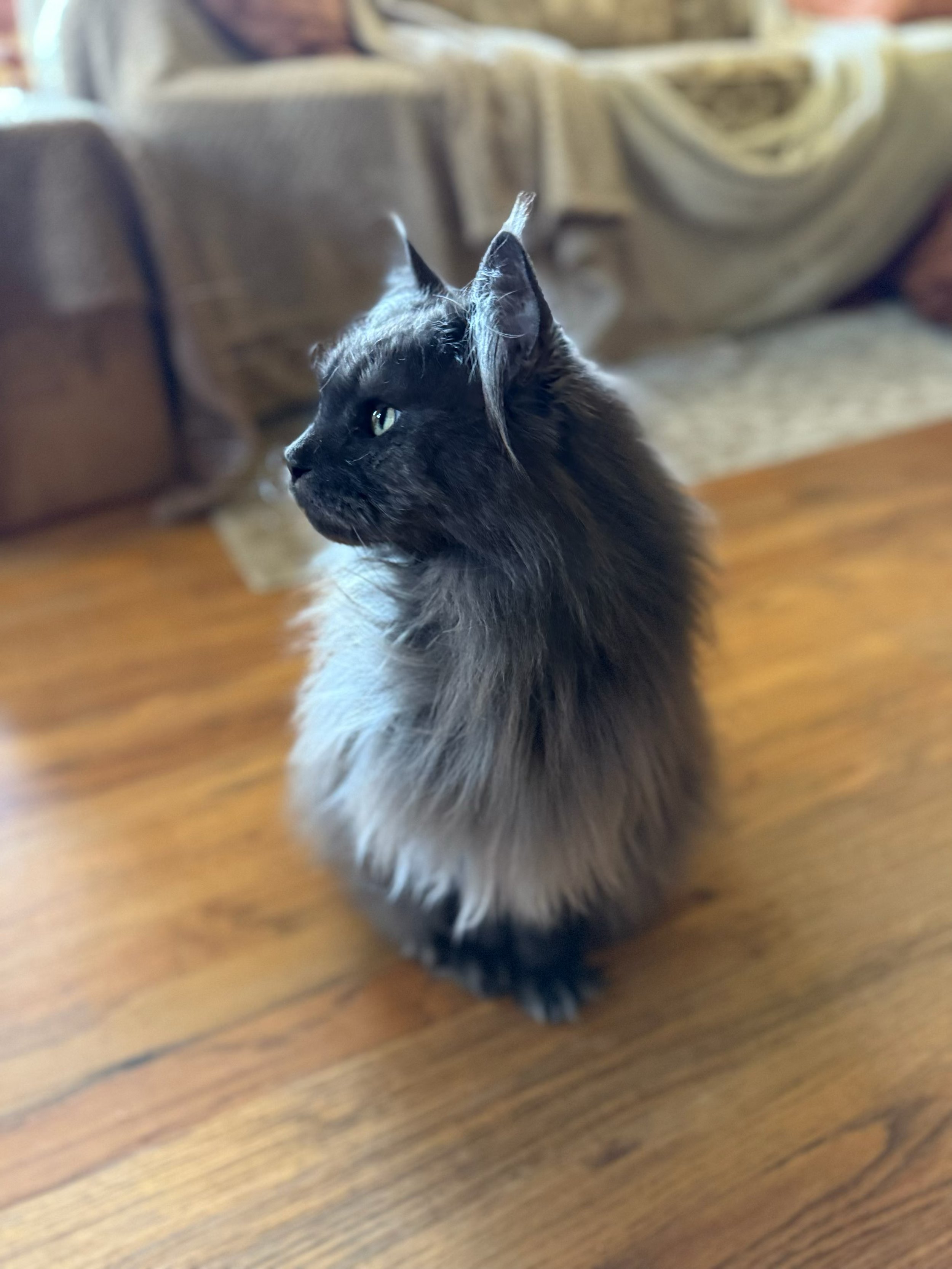 Beautiful Maine Coon