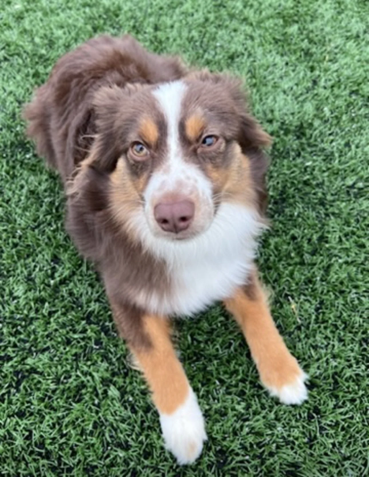 An Australian Shepherd dog lying on green grass, looking at the camera with bright eyes.