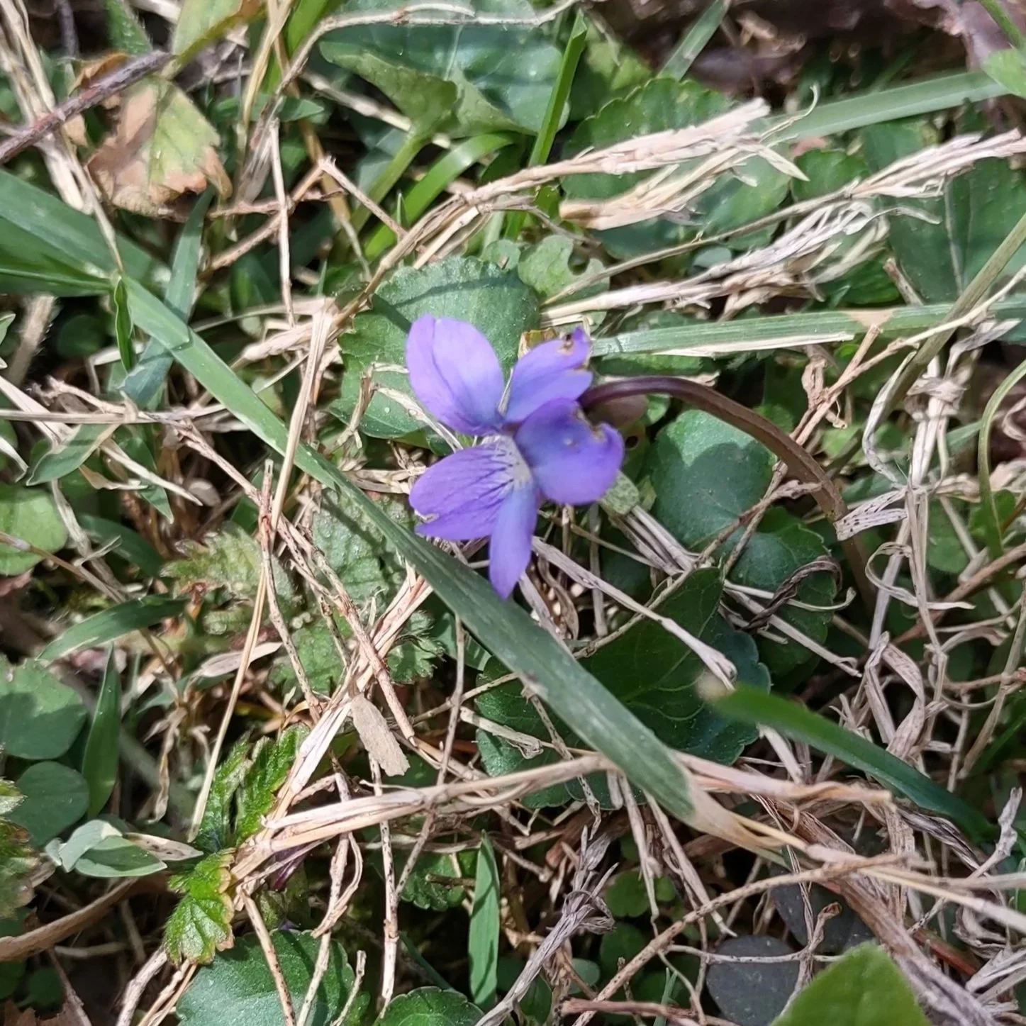 Violets are EVERYWHERE!