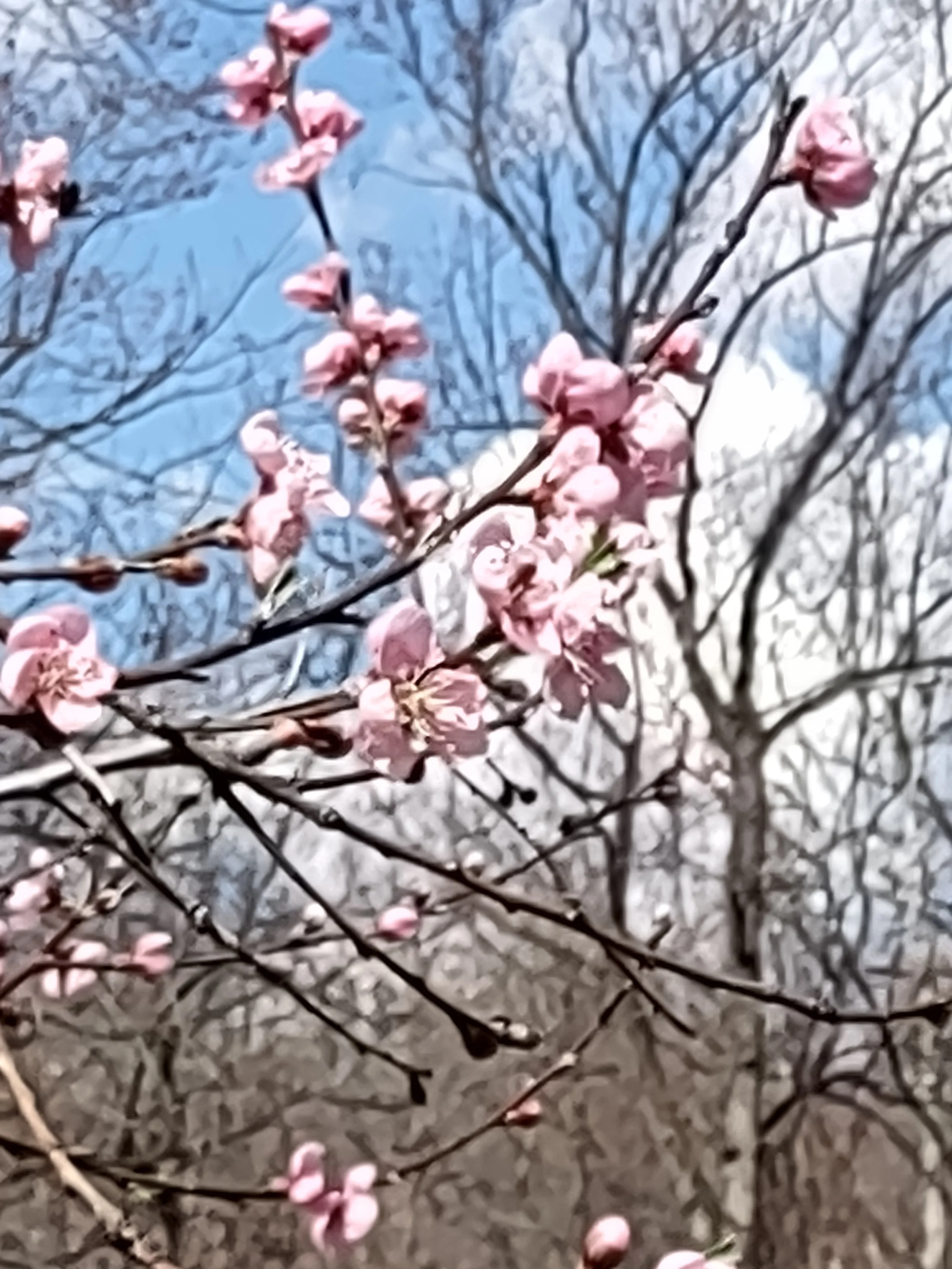 Peach blossoms