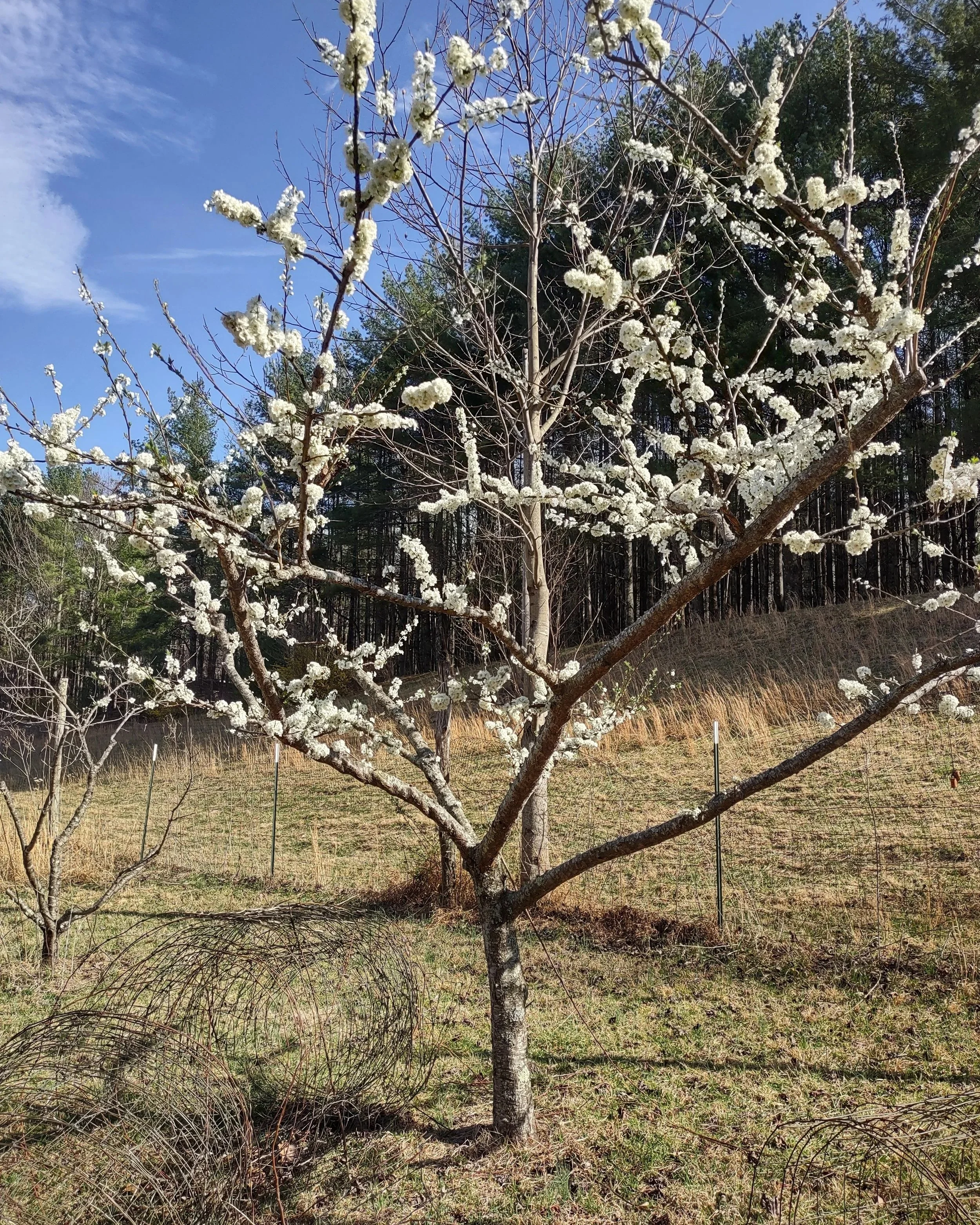 Apricot buds look like popcorn!