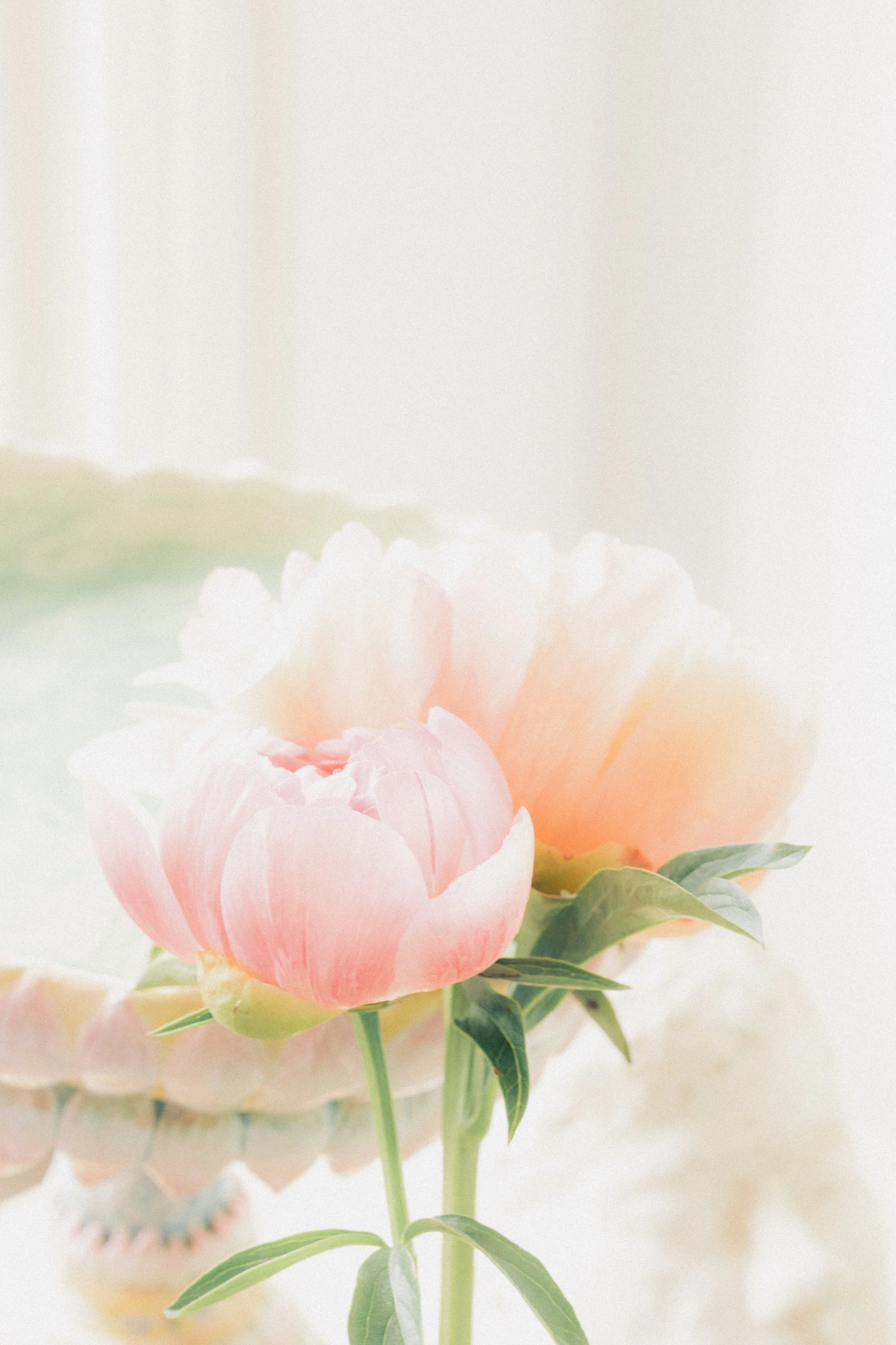 Delicate lichtroze bloesems op een tak, zacht en pastel, met groene bladeren, tegen een lichte en wazige achtergrond.
