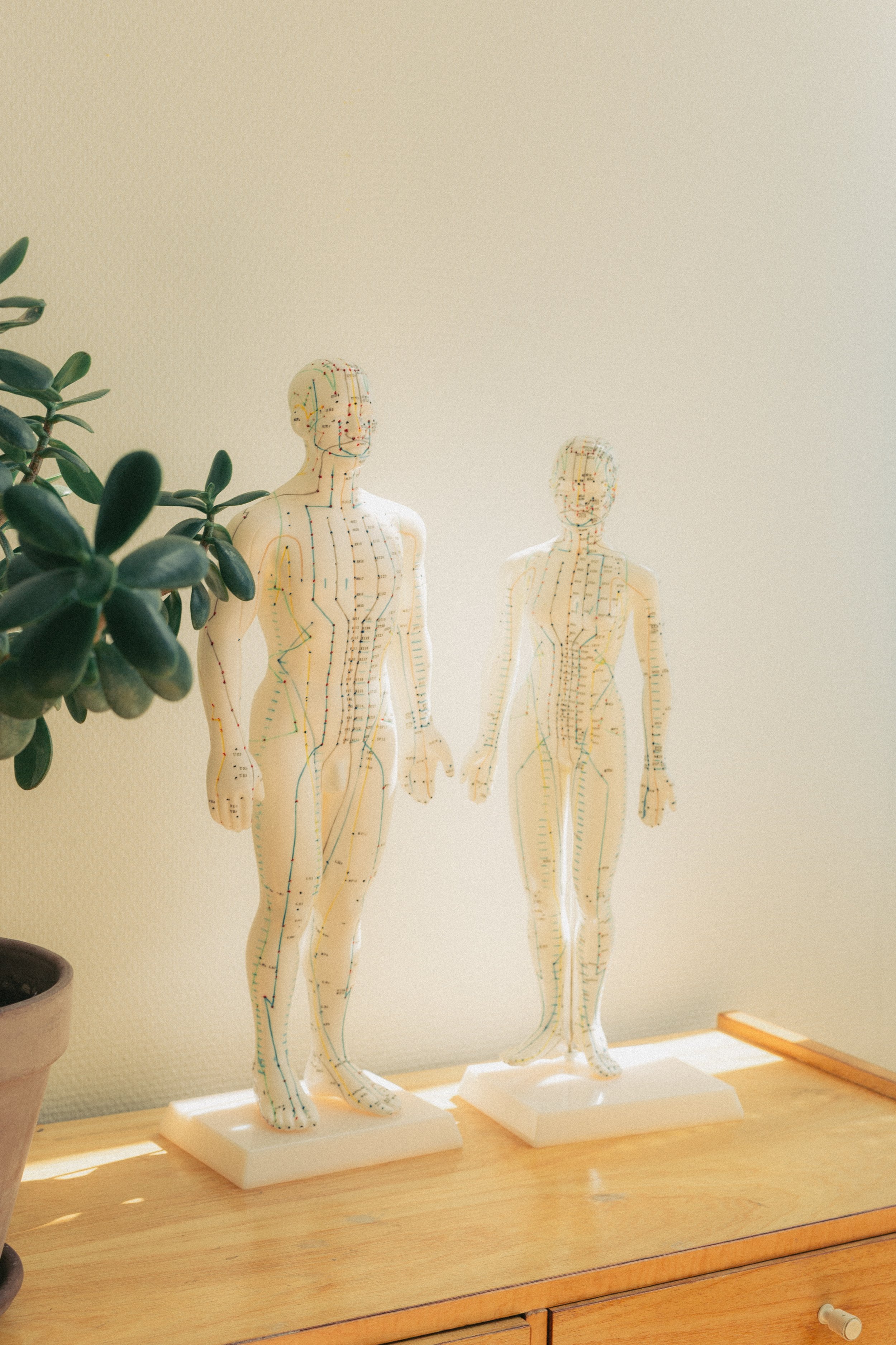 Twee anatomische modellen met acupunctuurpunten op een houten tafel, naast een groene plant in een pot.