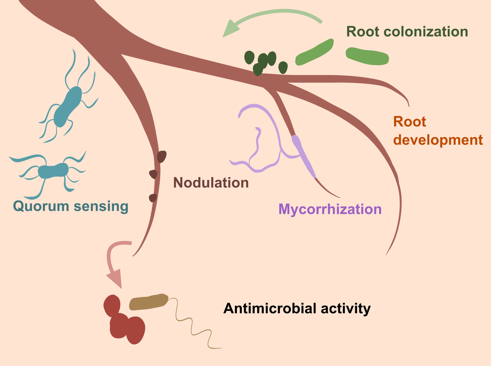 root.png