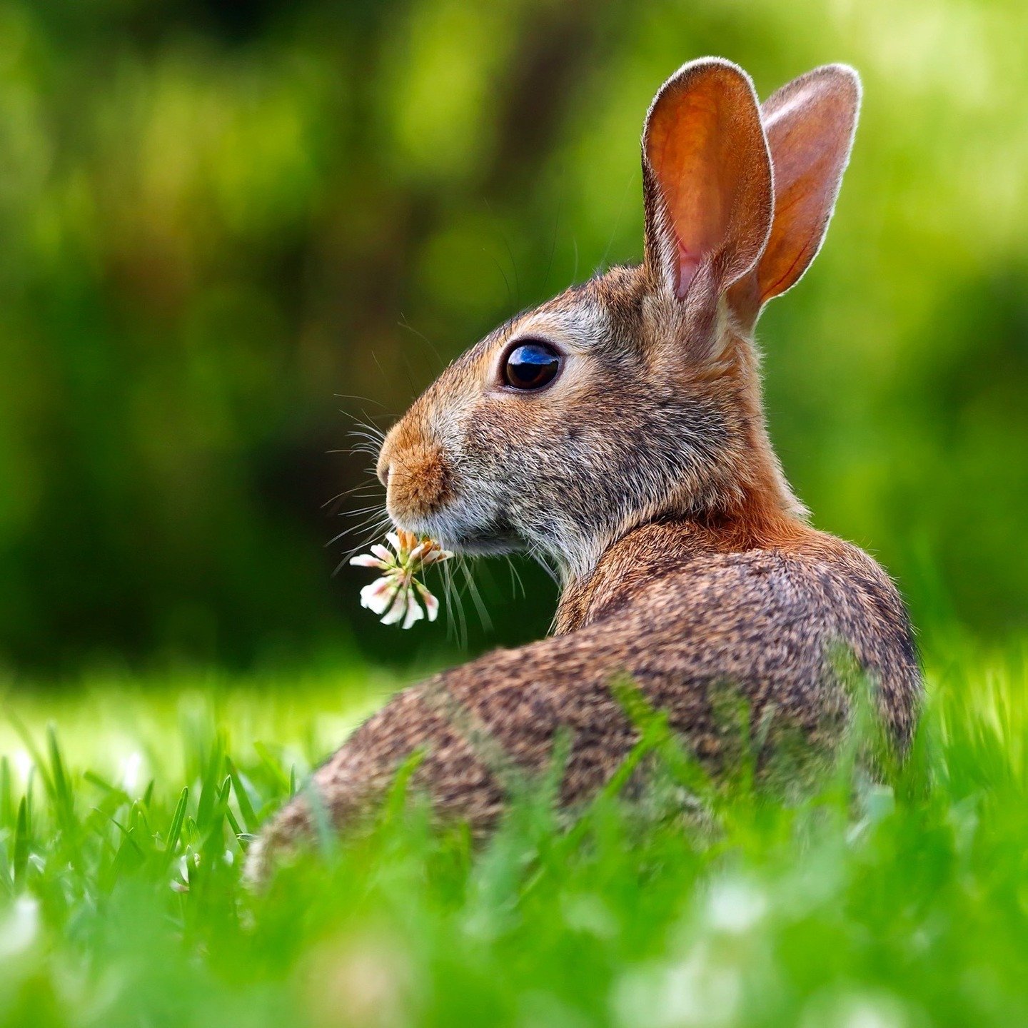 Introducing Heritage Rabbit Management
Professional. Ethical. Effective.

We specialise in humane rabbit management for farms, estates, and rural landowners across the South West UK &mdash; including Devon, Cornwall, Somerset &amp; Dorset.

From popu