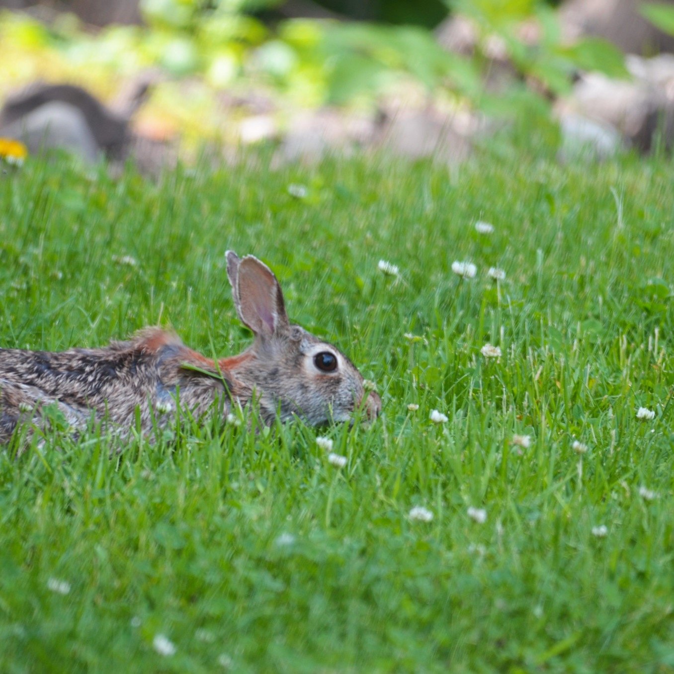 Think you&rsquo;ve got time to deal with rabbits later? Think again.
In the UK, a single pair of rabbits can lead to hundreds in just one year &mdash; causing serious damage to land, crops, and conservation areas.

In our latest blog, we break down h