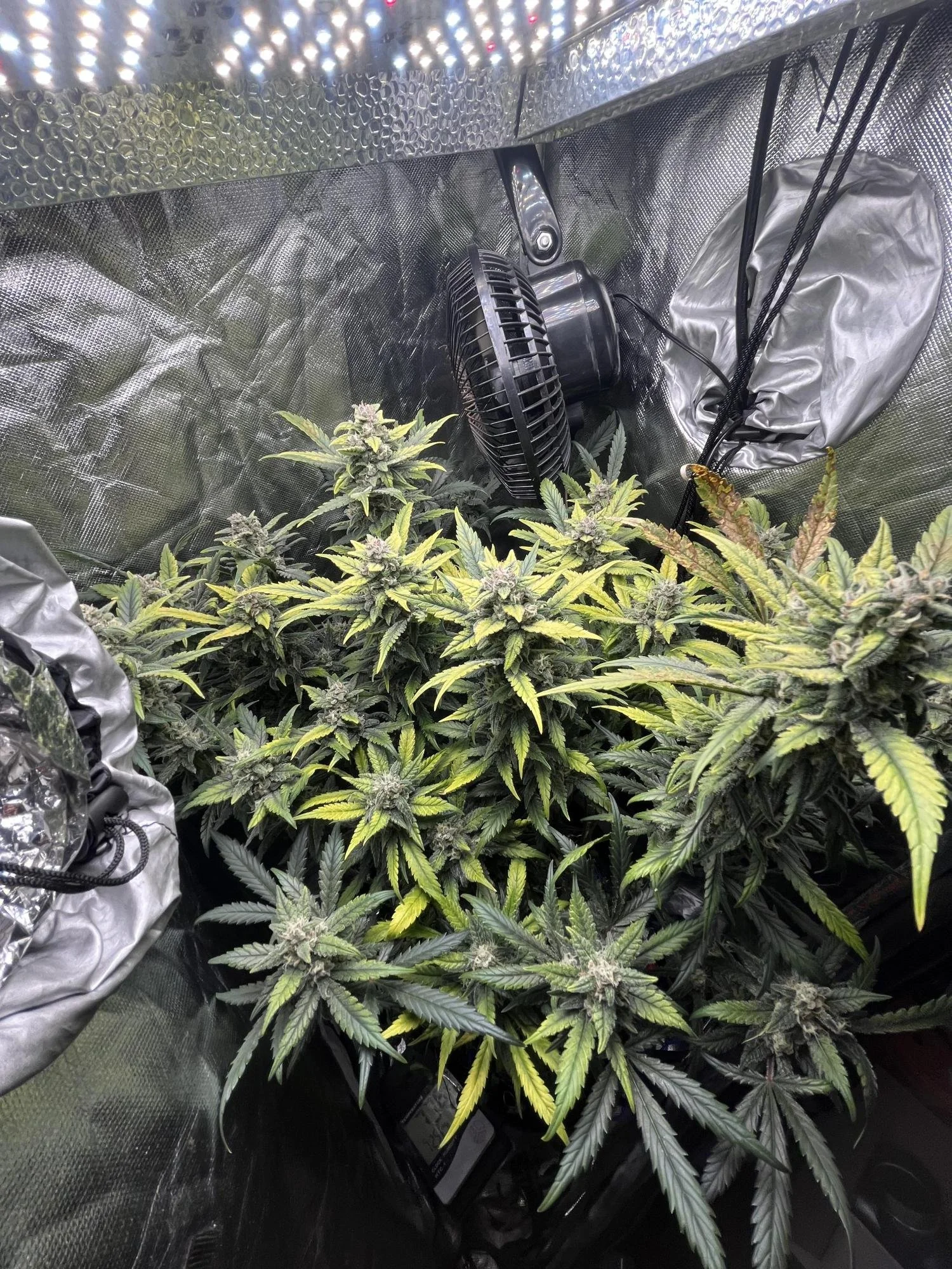 red poison plant.jpg