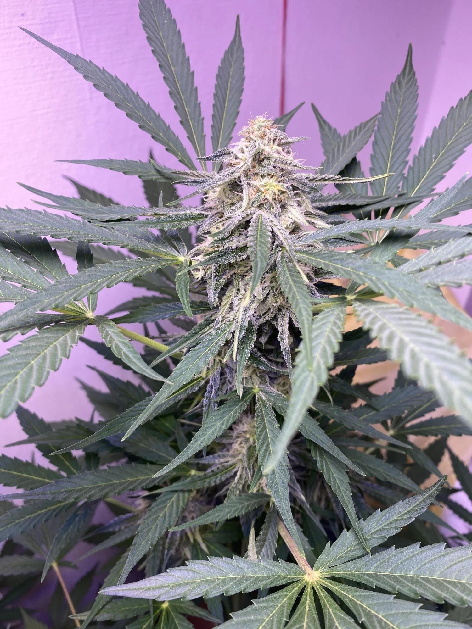 pineappleslush xl bud.jpg