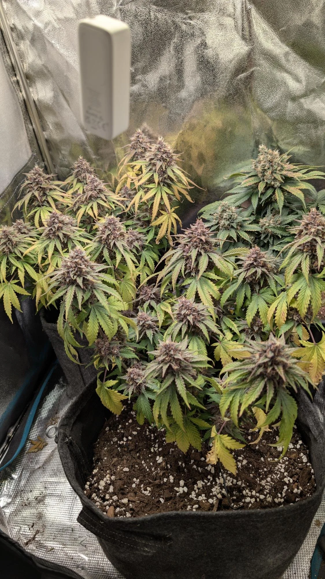 Diablo Rojo xl plant.jpg