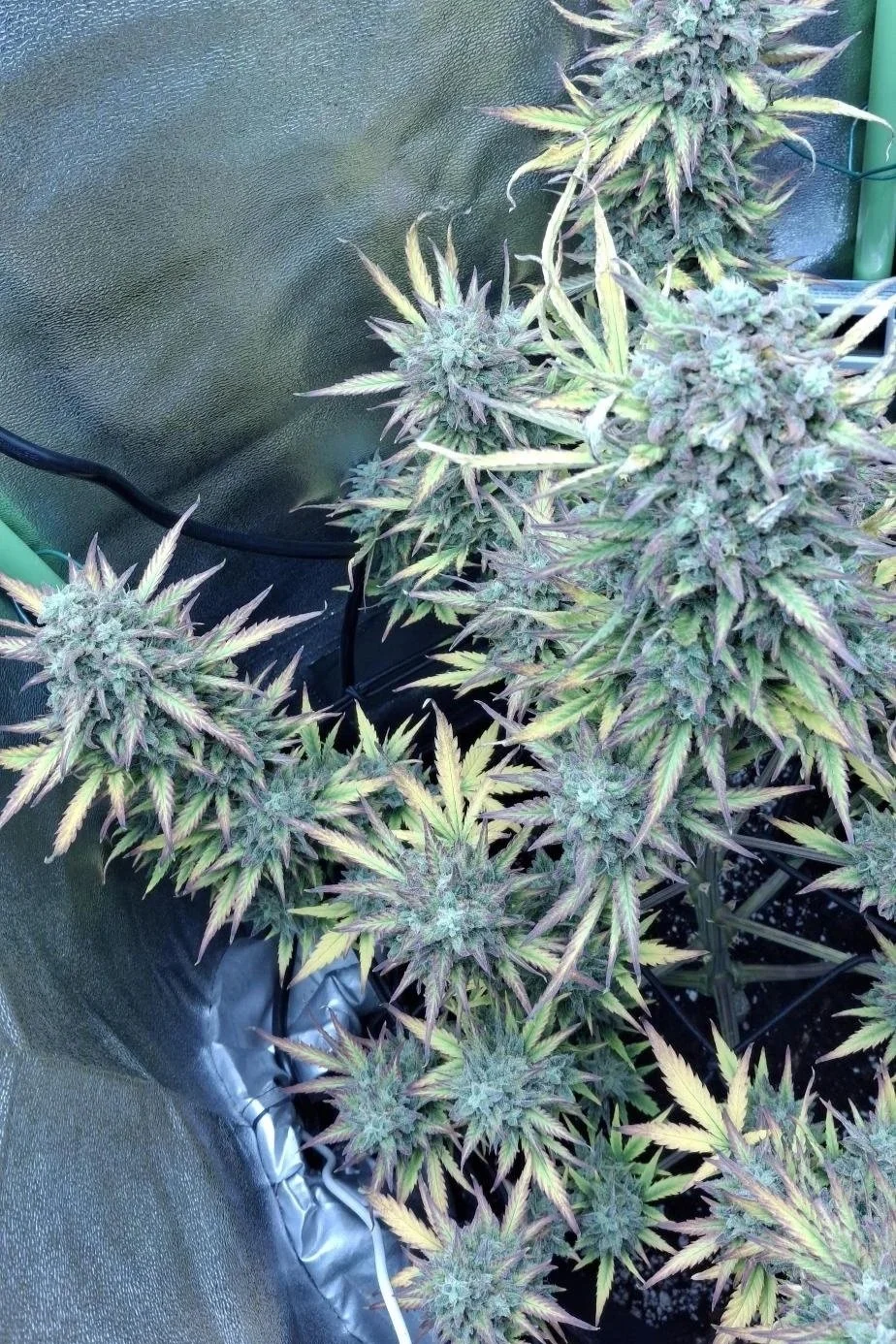 Cream+Mandarine+XL+plant.jpg