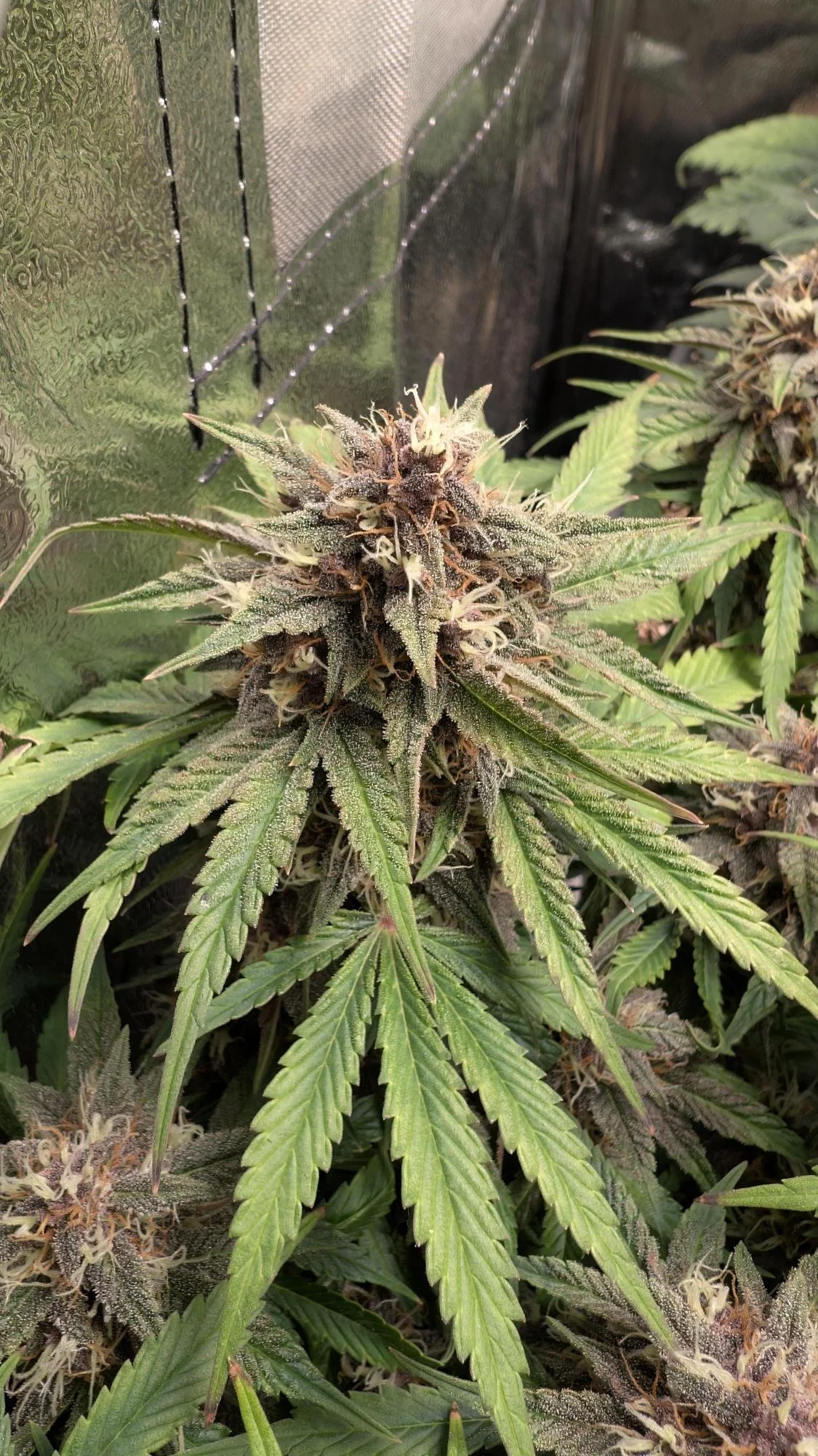 Diablo Rojo xl Bud.jpg