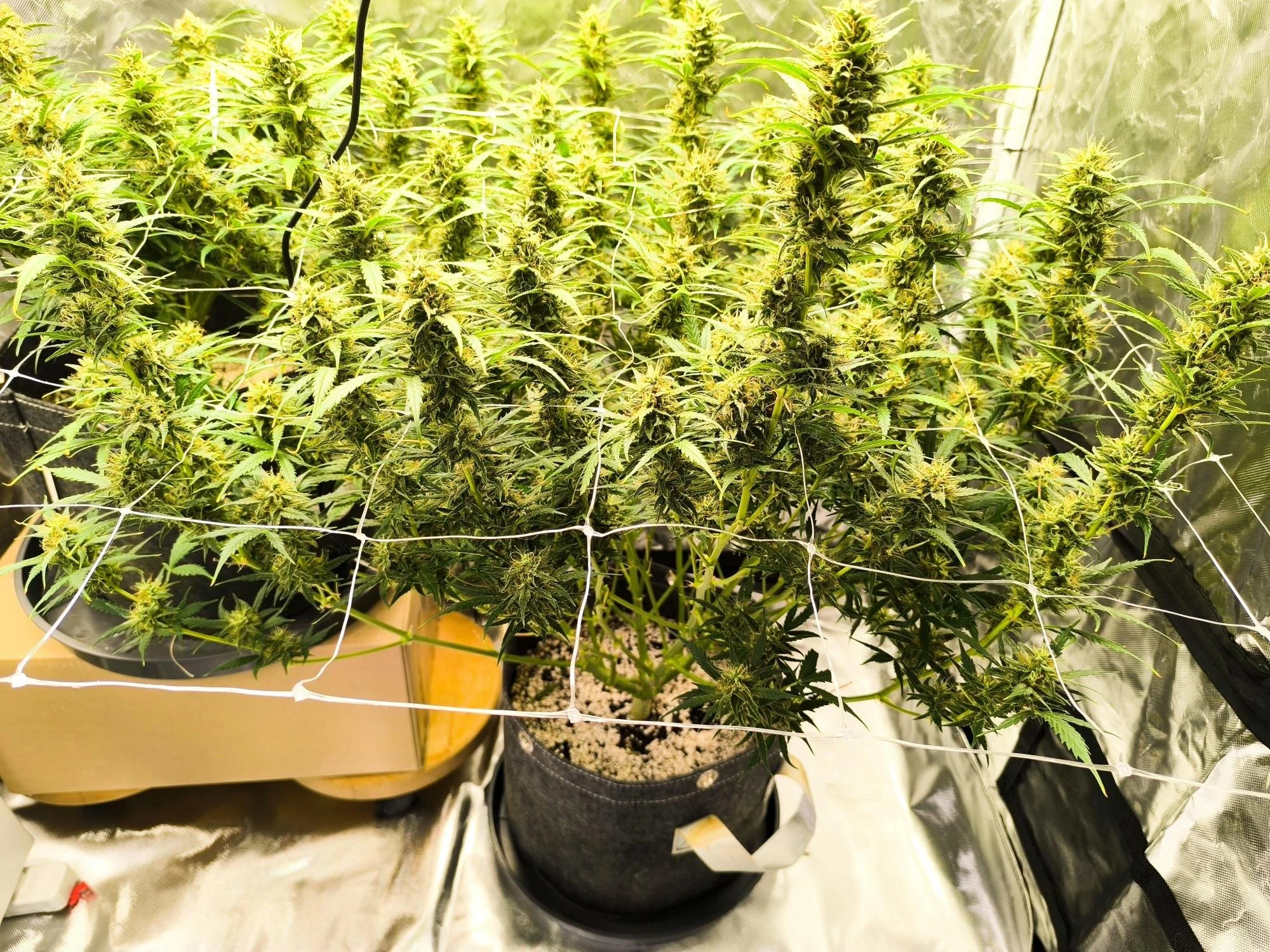 green poison xl plant.jpg