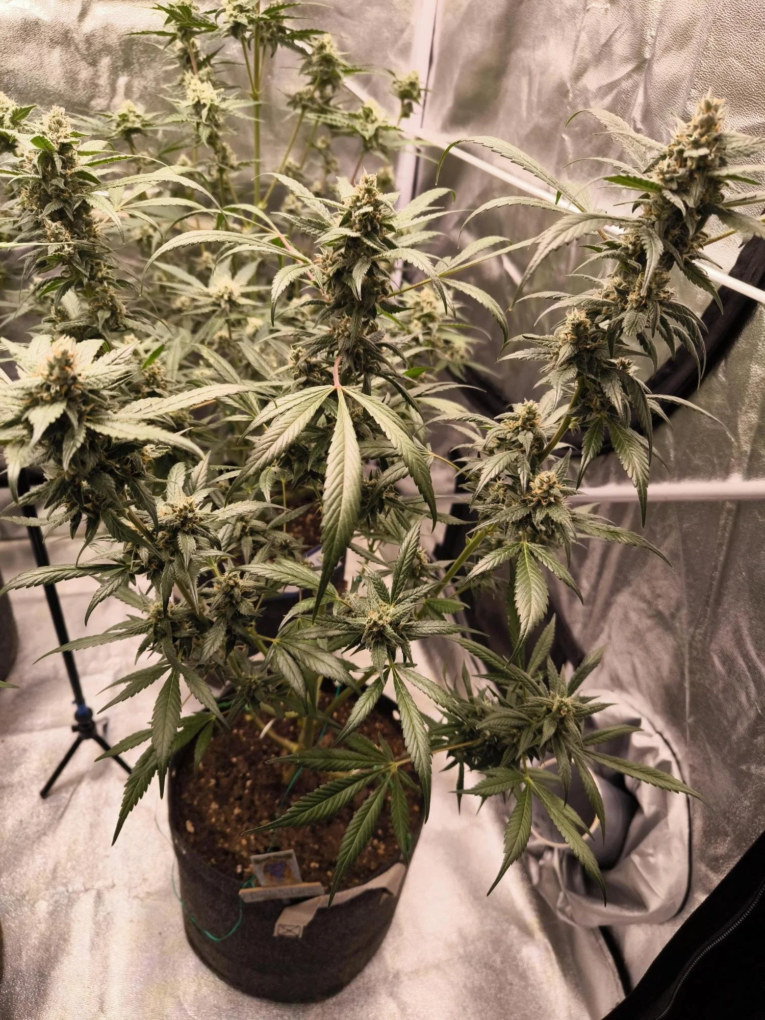 Diablos Delight plant.jpg