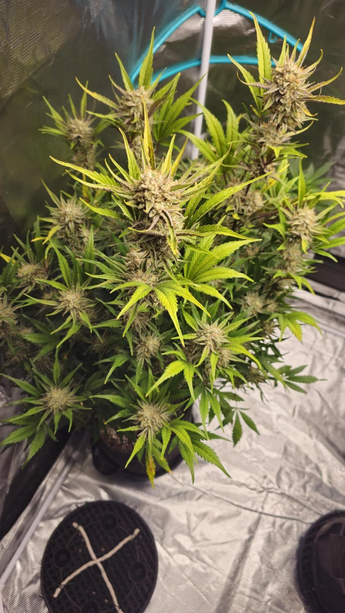 Bruce Banner plant.jpg