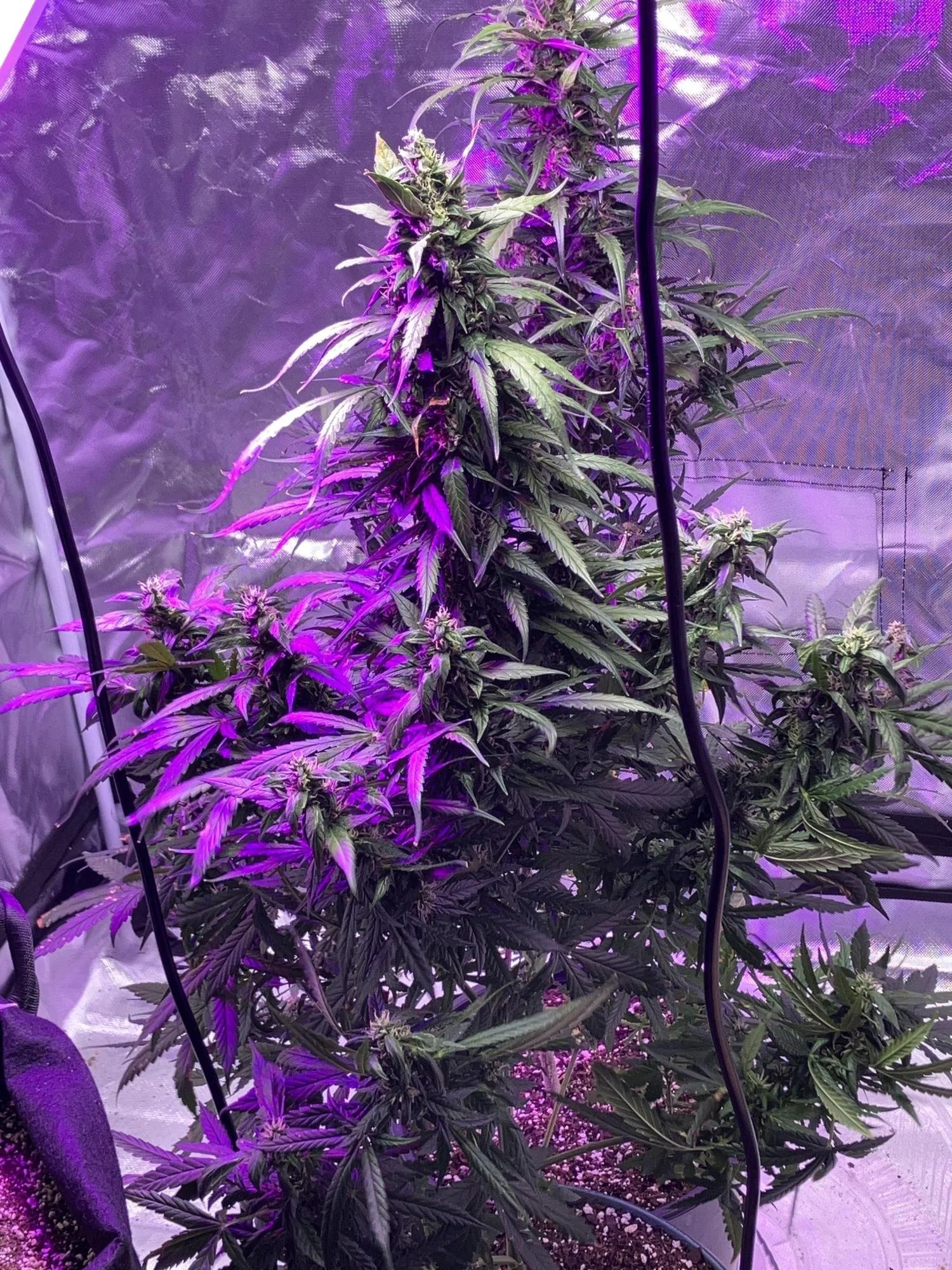 purplepunch og xl plant.jpg