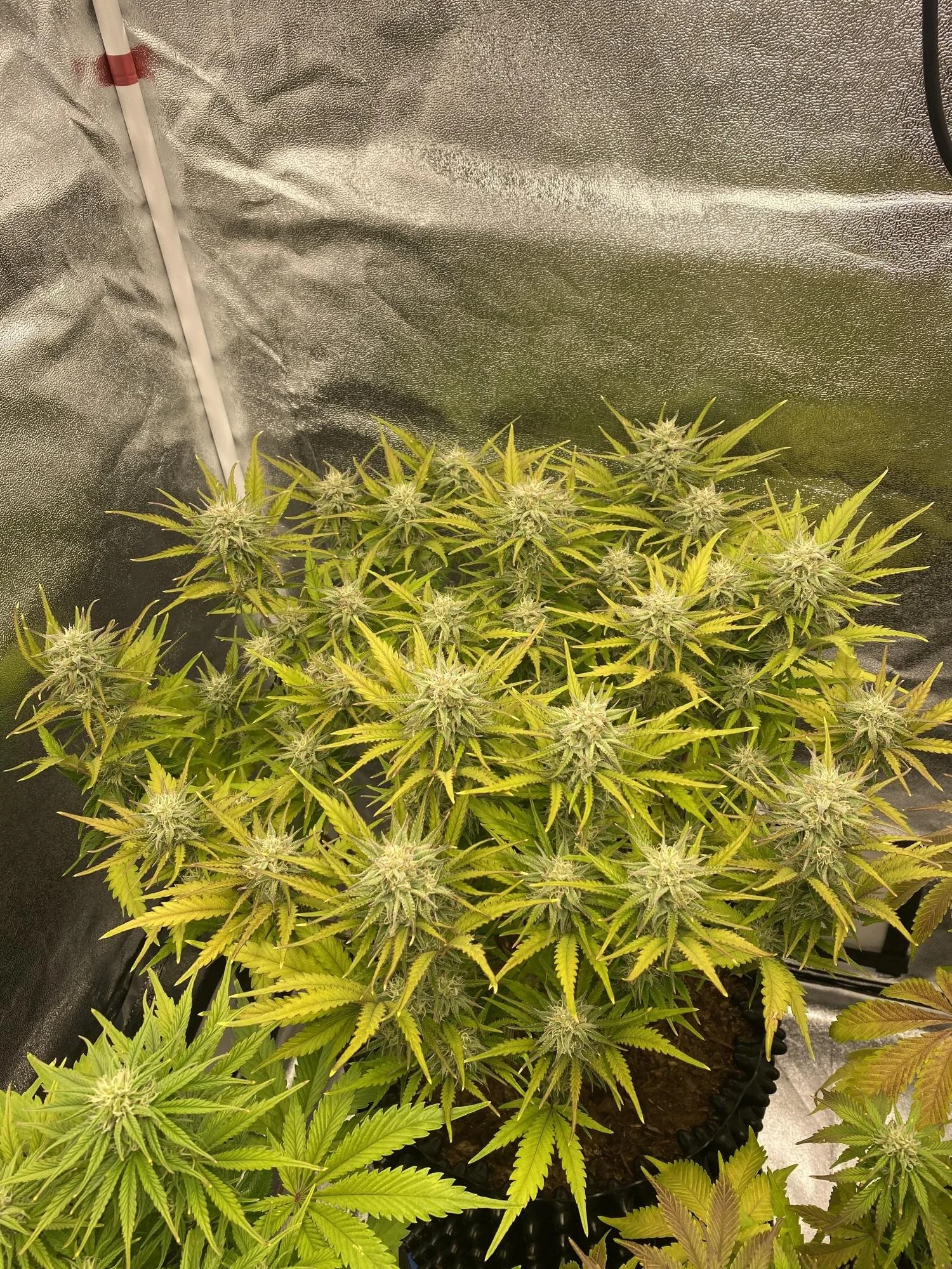 Cream Caramel plant.jpg