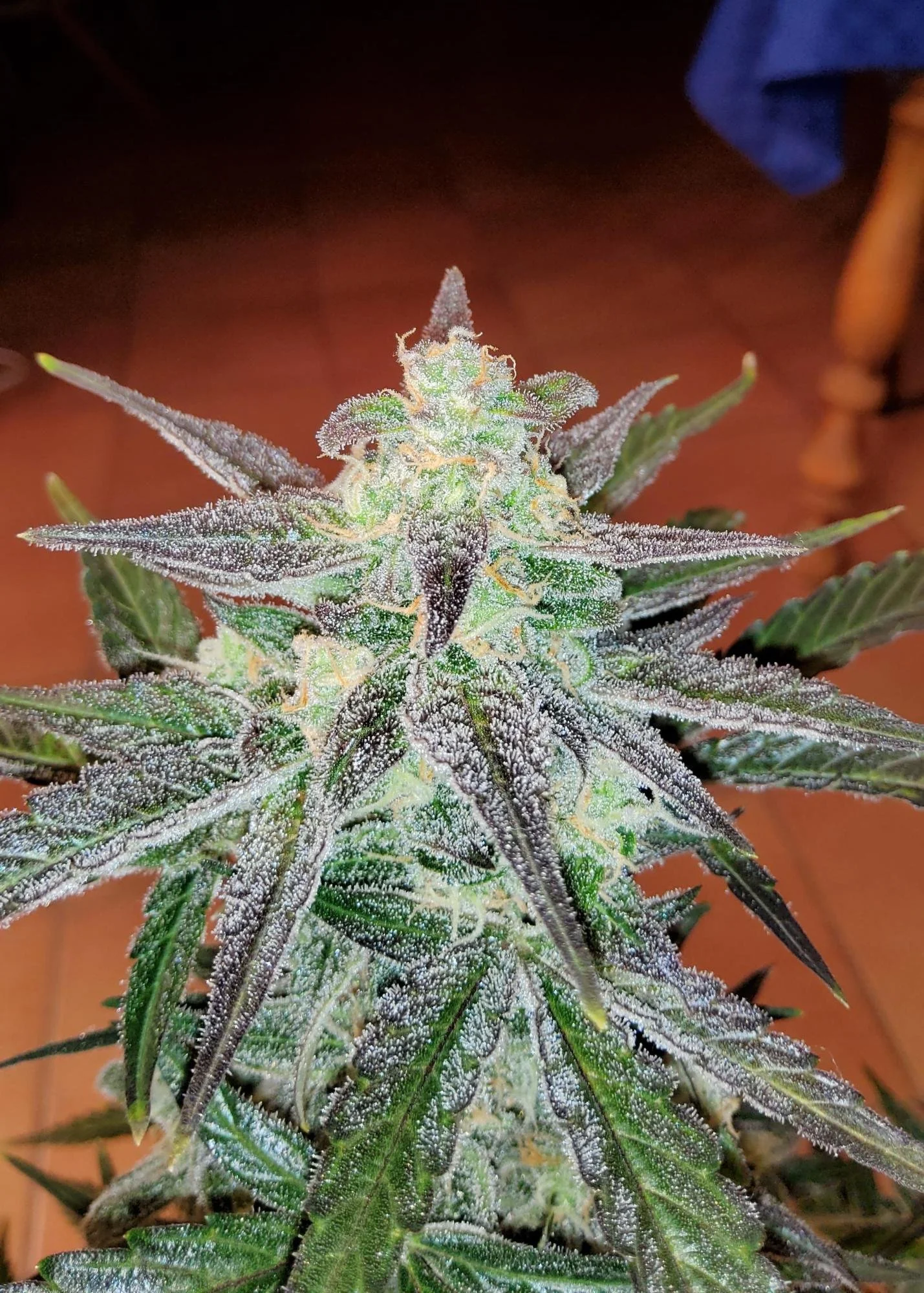 Jack 47 XL Bud.jpg