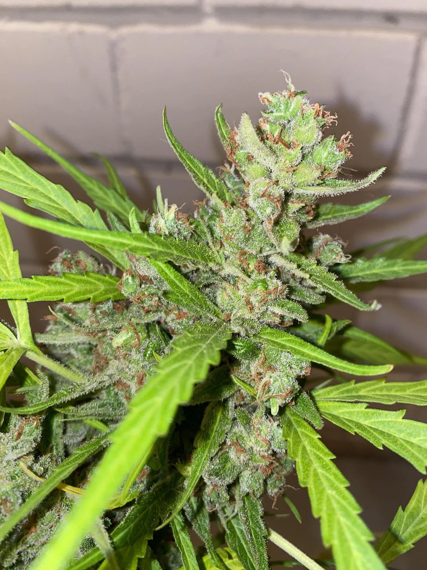 green poison xl bud.jpg