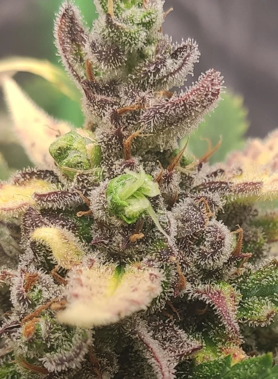 Permanent Jealousy XL auto bud.jpg