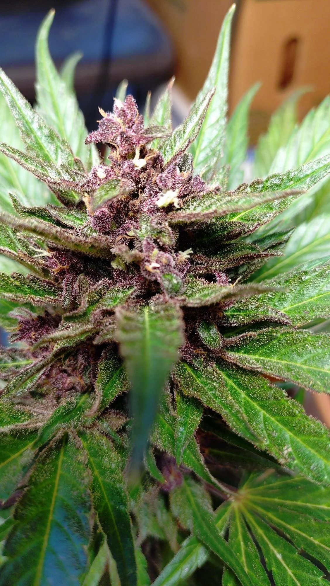 red poison bud.jpg
