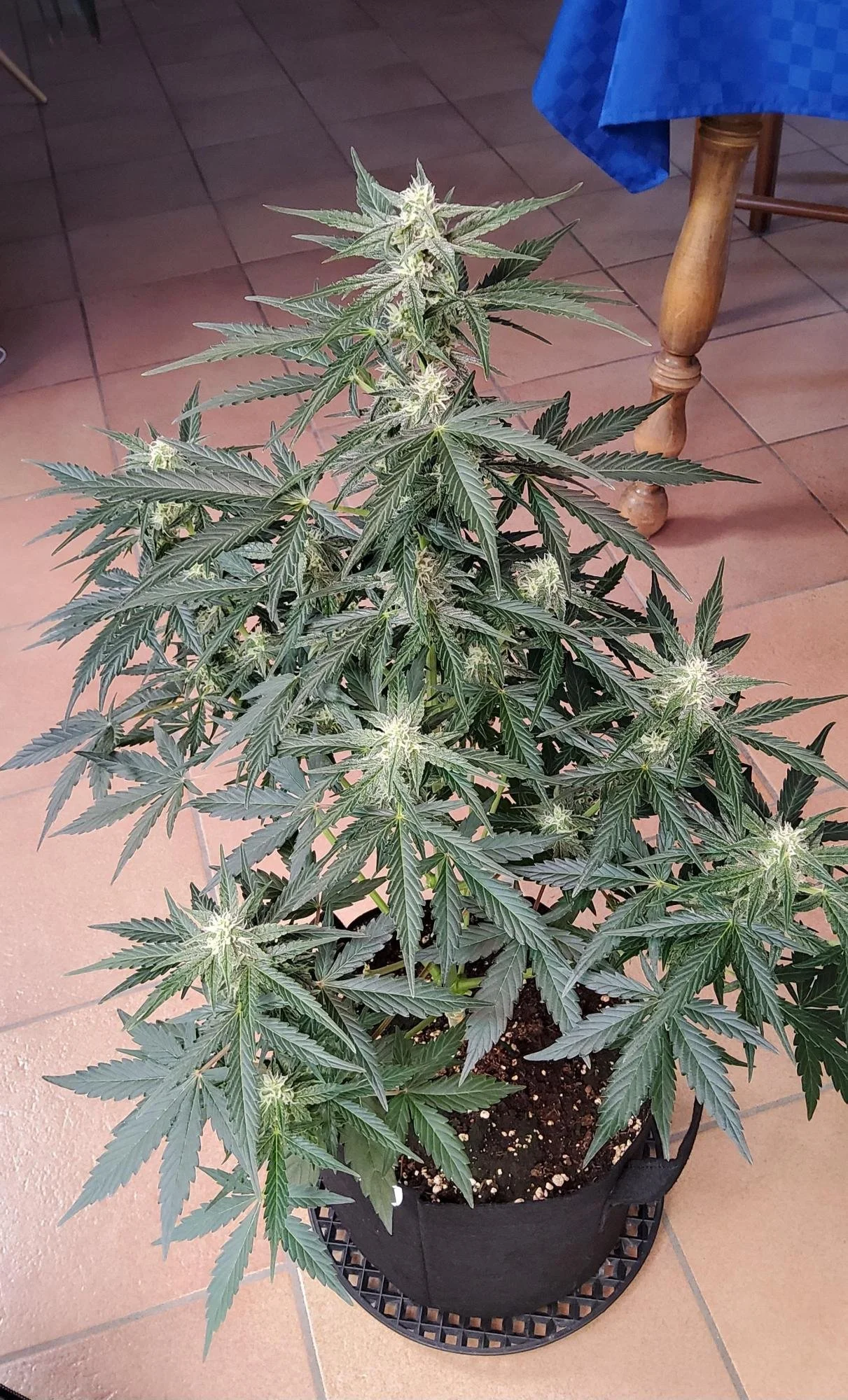 Jack 47 XL plant.jpg