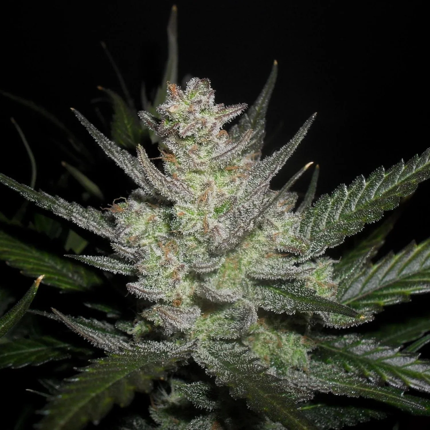 purplepunch+og+xl+bud.jpg