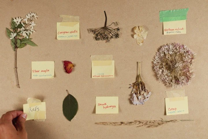🌿Week 9! 🏷️ final stop-motion sequence & film processing. One more week to go 🥹🎞️
Special thanks to @_liftfilm , @ocadu_experimental_animation and Freddie Wraight ^•*