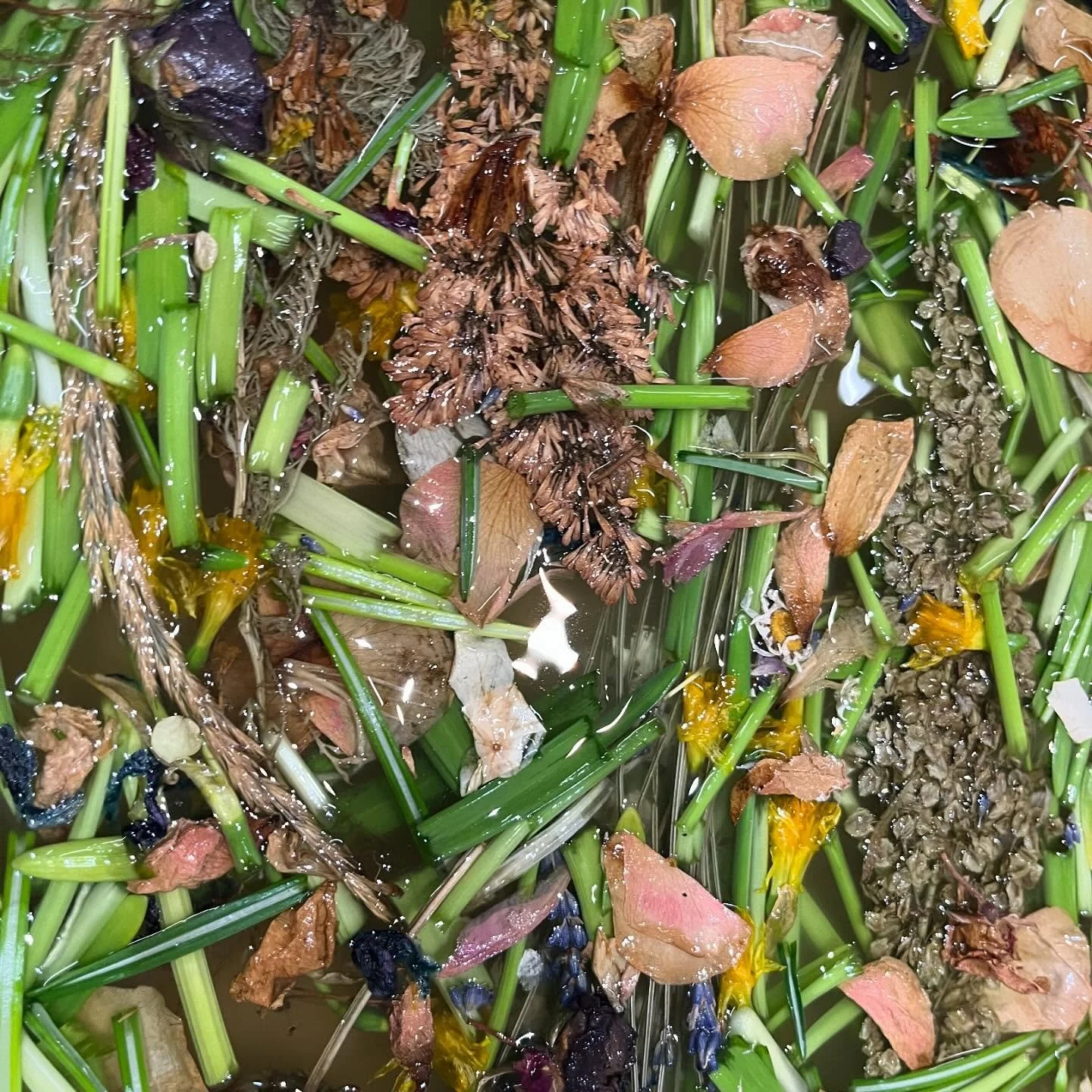 Reacquainting with our plant friends from the summer with phytograms @_liftfilm 🎥🌱🌸 Once gathered our flora kin shine in every phase of production, from animation, to filming, to even sound!  Scroll through to check out our process with a sneak pe