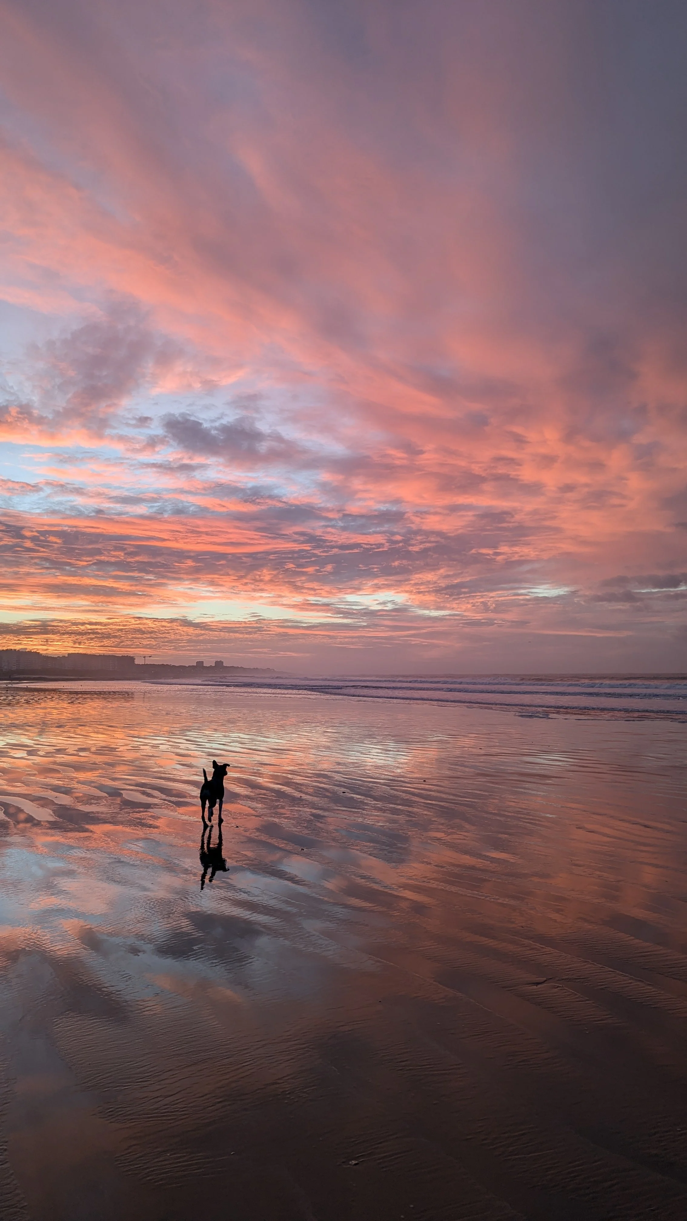 Un chien debout sur la plage au coucher du soleil avec un ciel rose et violet, et ses reflets dans l'eau.