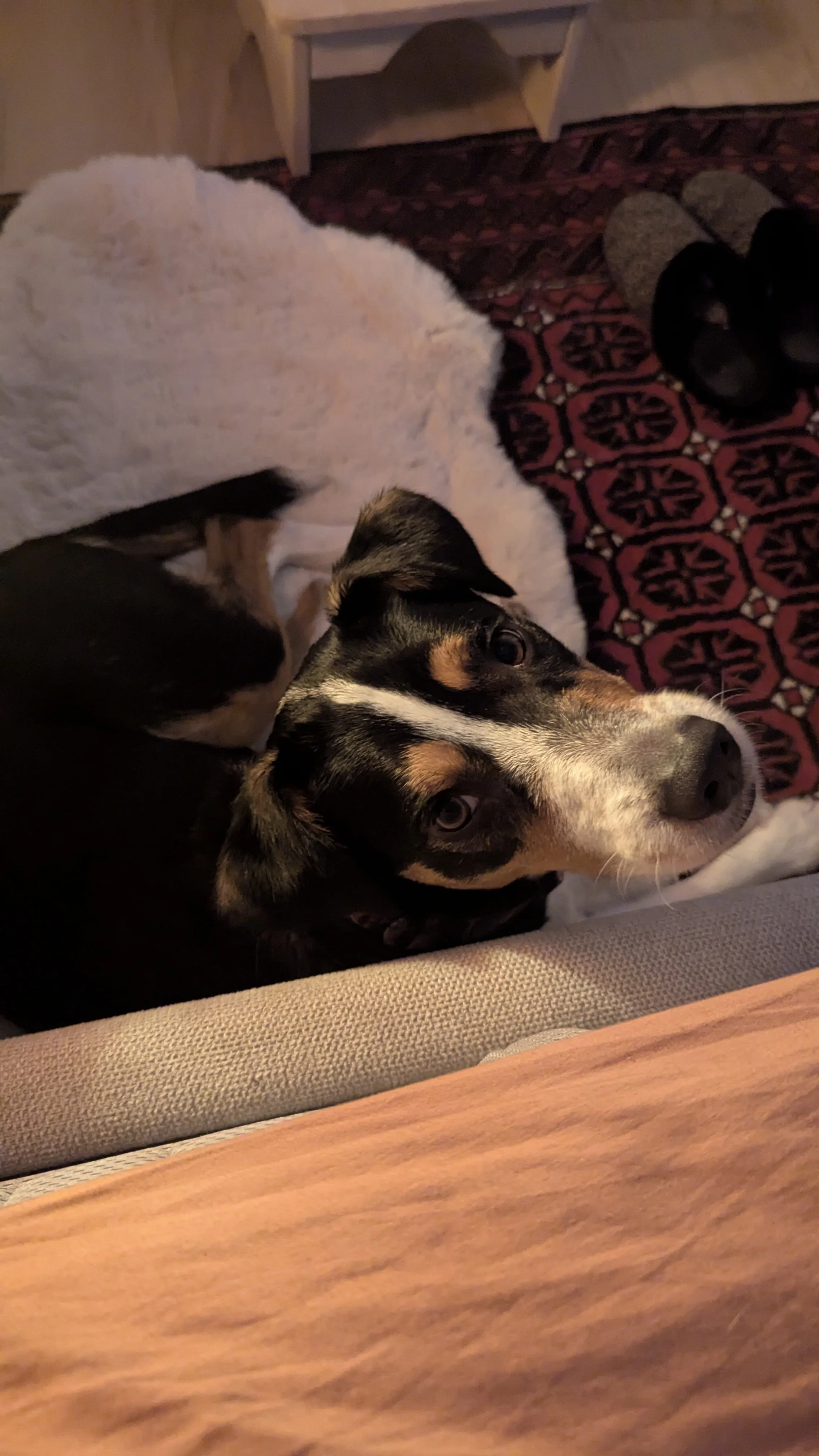 Communication animale et soin énergétique : pourquoi je ne les sépare pas