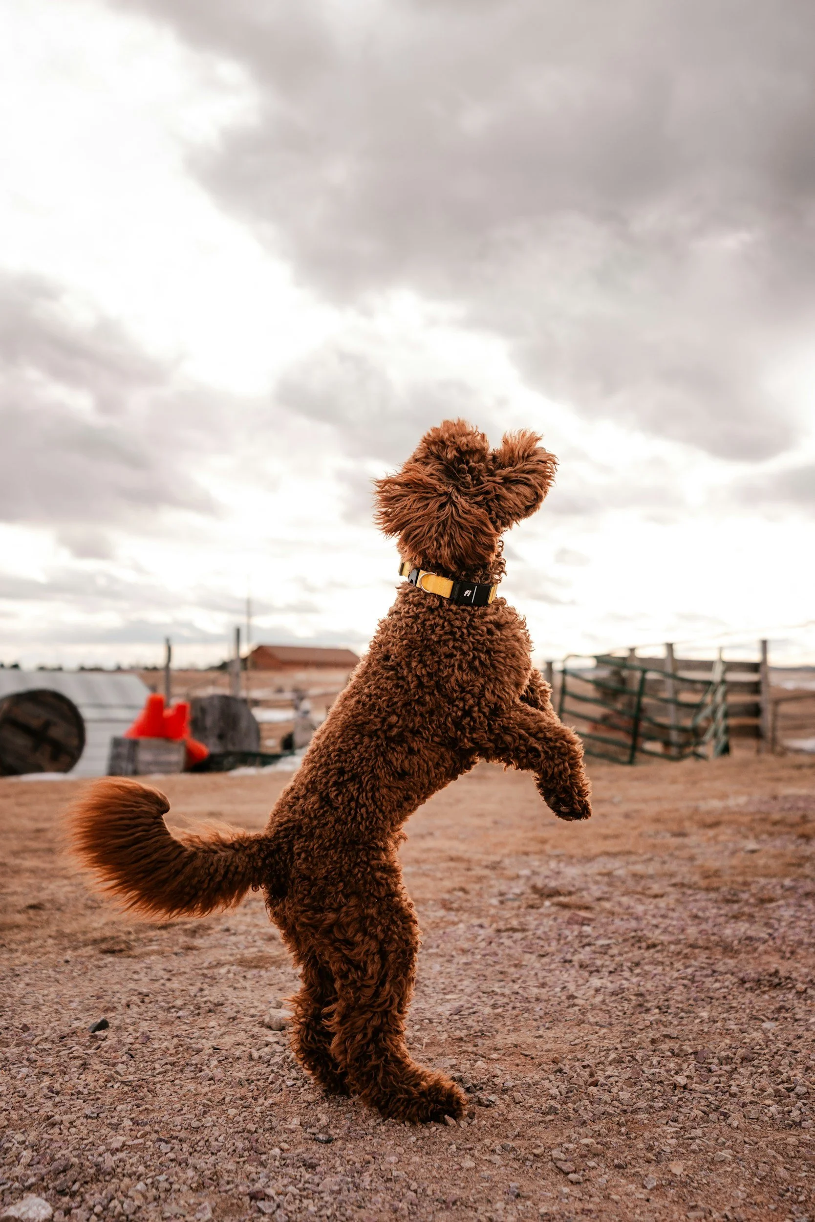 Un chien roux frisotté se tient en position verticale, comme s'il dansait ou joue par terre, avec un ciel nuageux en arrière-plan.