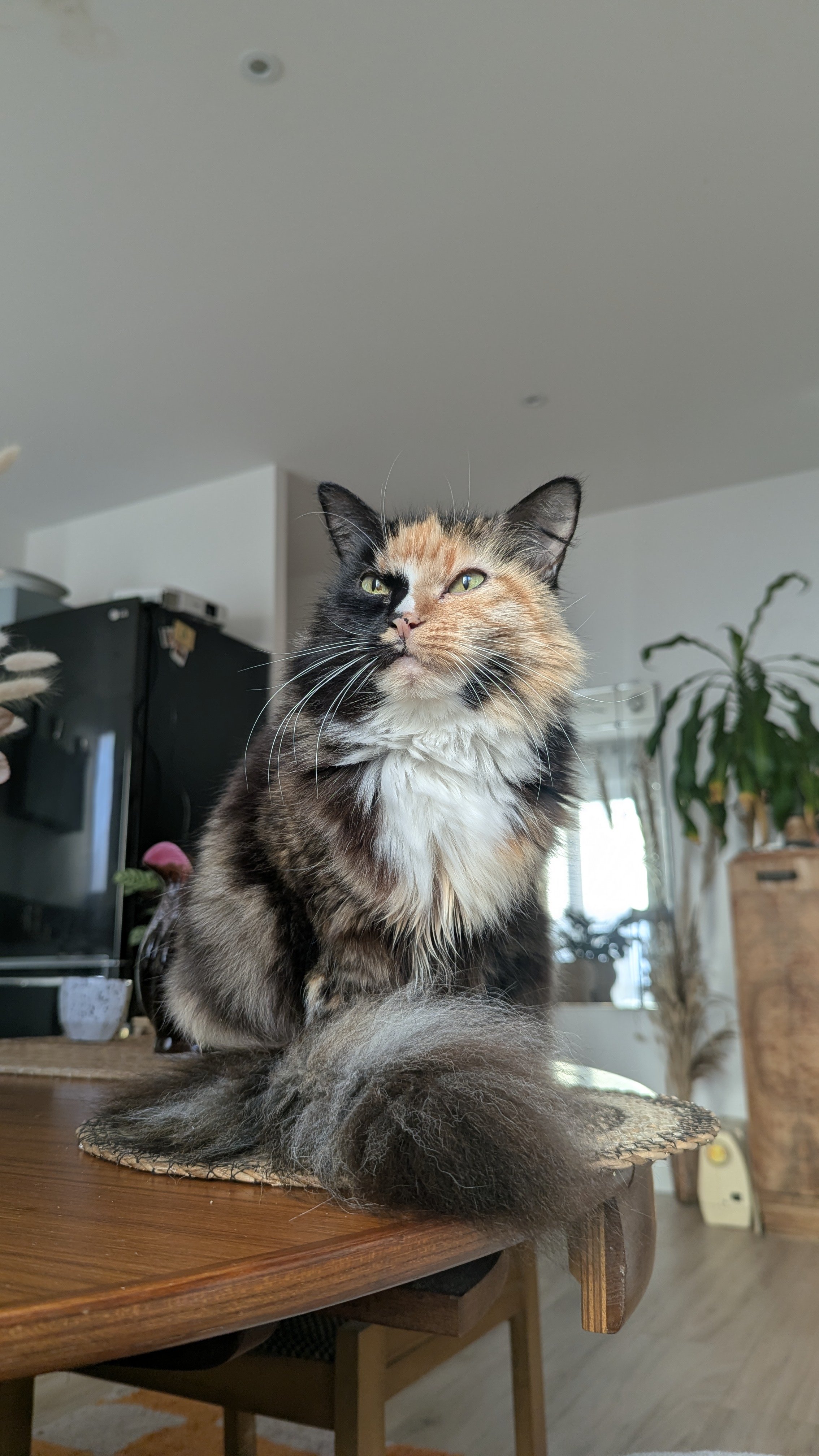 Comment améliorer l'entente entre tes chats grâce à la communication animale