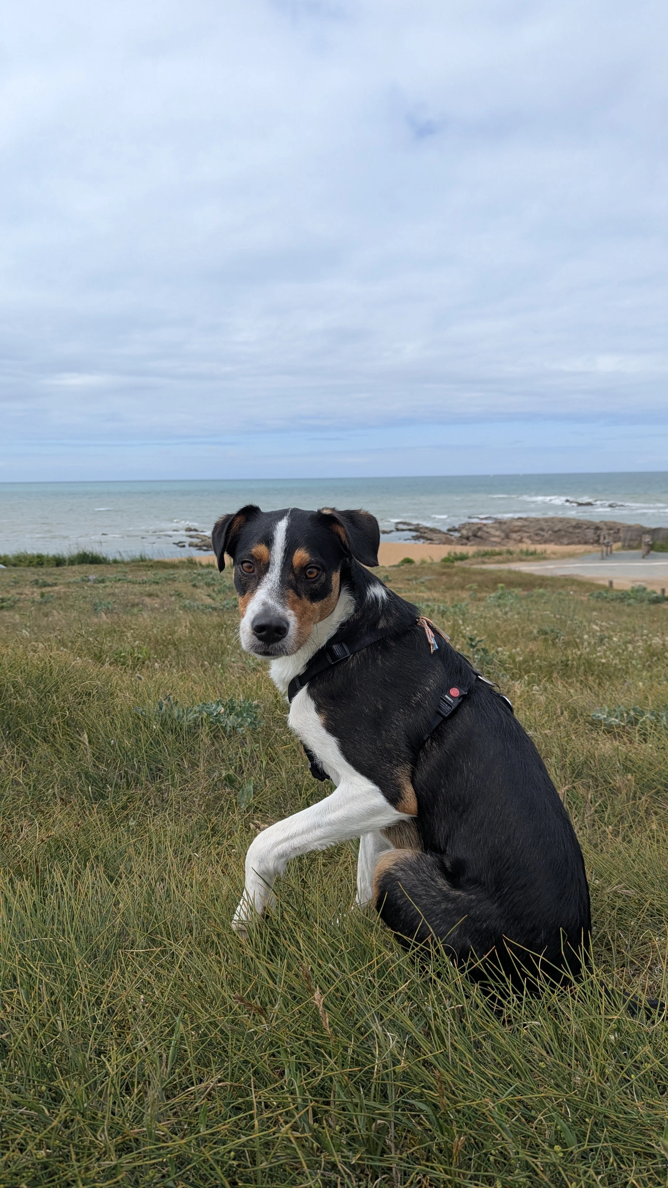 Oser sortir des sentiers battus : comment j'ai fait de la communication animale mon métier en Vendée