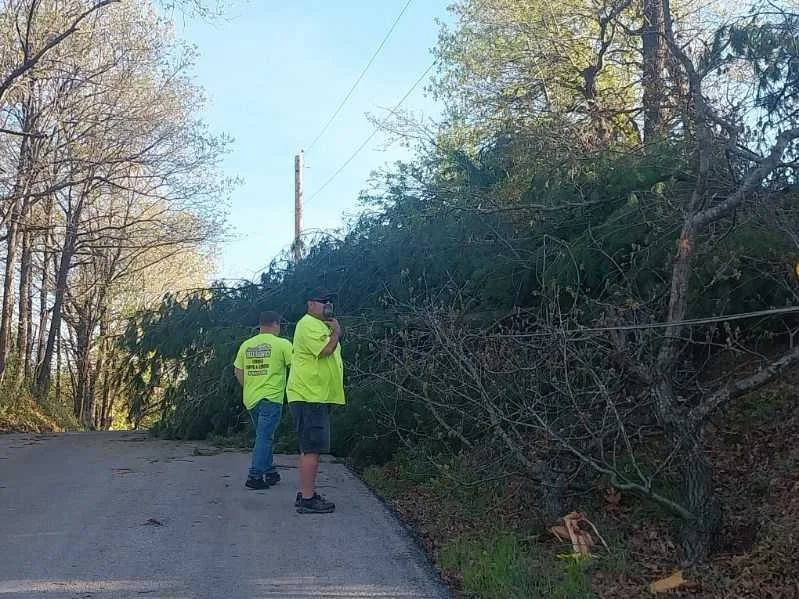 Tree Falls On Cars: What Property Owners Should Do
