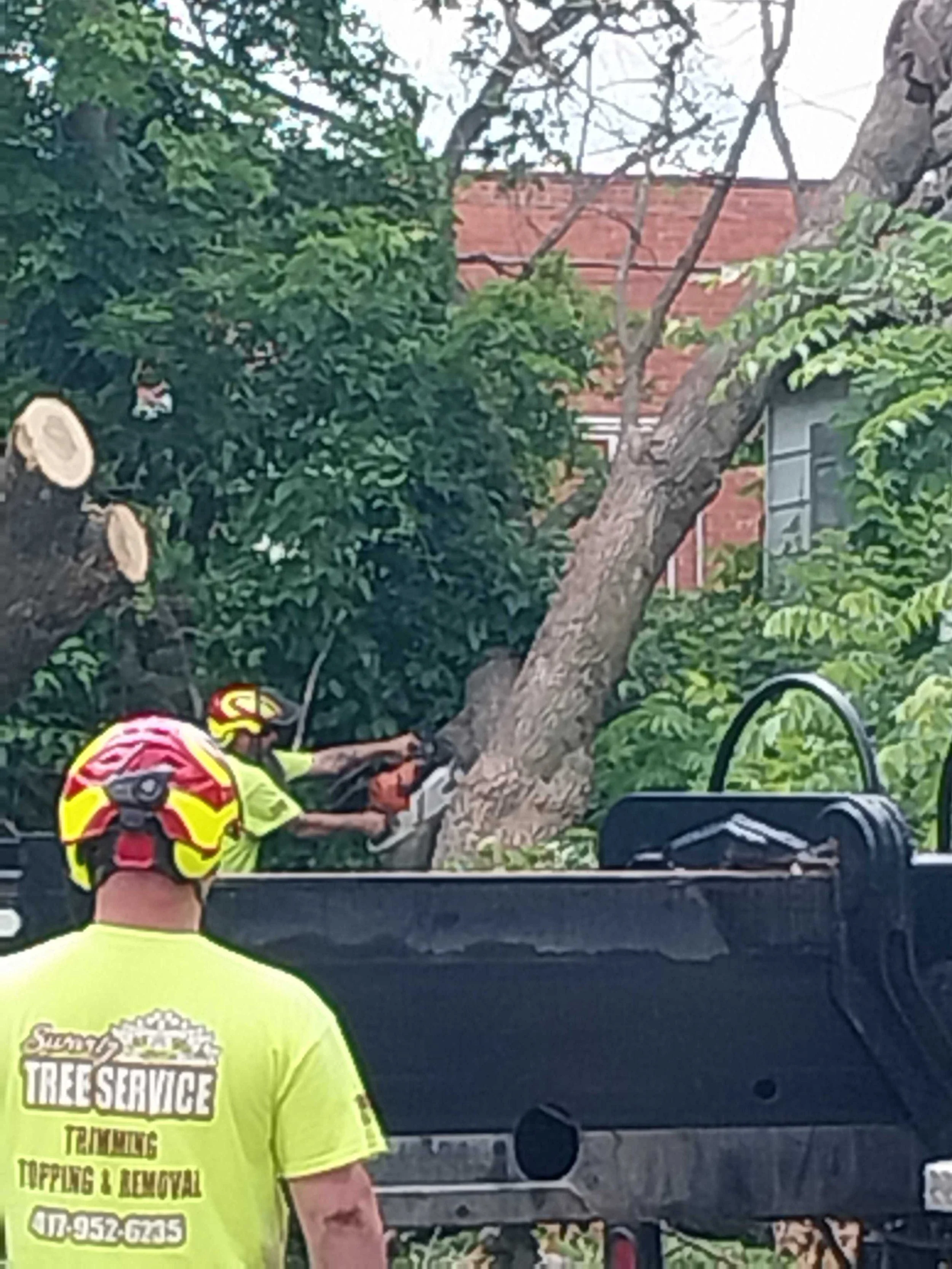 Dead Trees: A Hidden Danger To Your Property