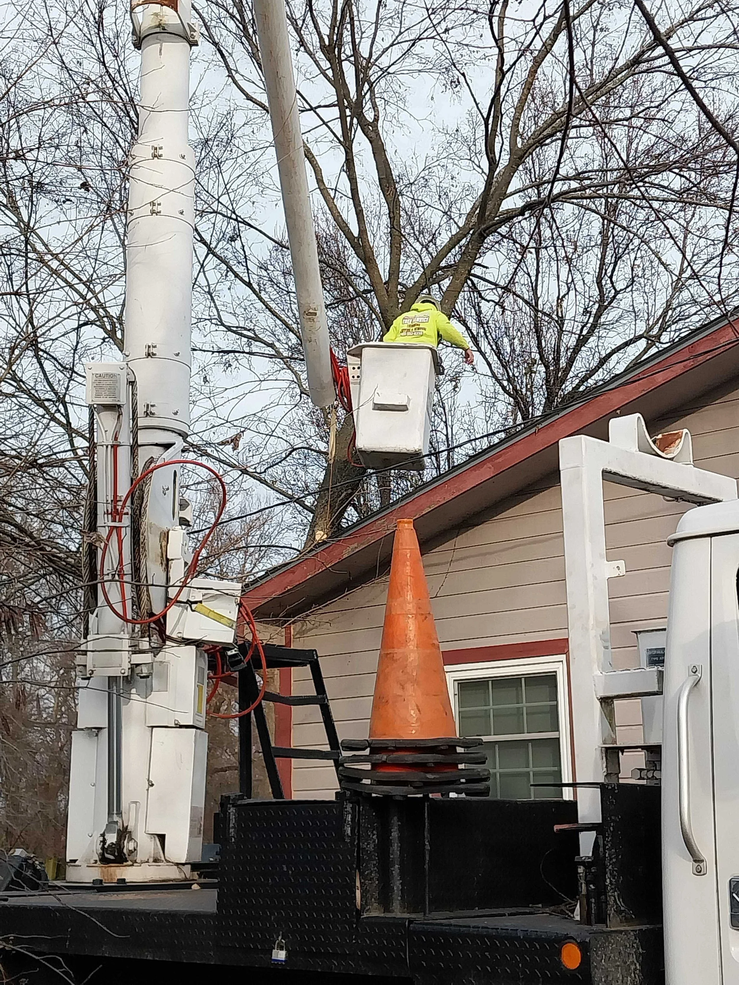 New Year Tree Care Resolutions For Your Property