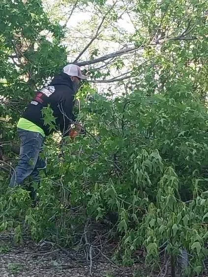 How Tree Pruning Service Prepares Joplin Trees for Late Winter